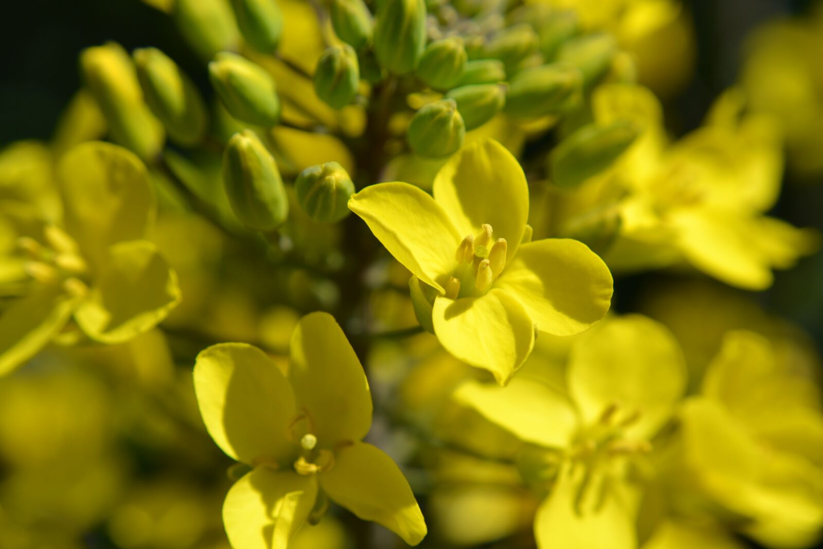 Nikon D3100 sample photo. Flowering kale, kale, nature photography