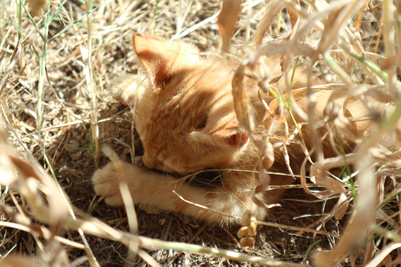 Canon EOS M10 sample photo. Cat, cute, kitten photography