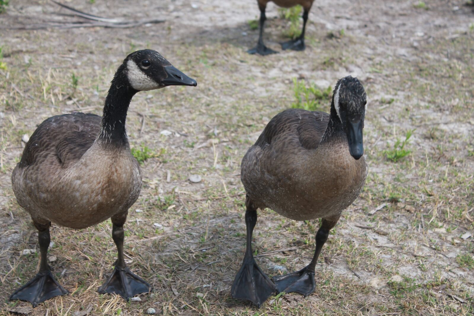 Canon EOS 1100D (EOS Rebel T3 / EOS Kiss X50) sample photo. Geese, goose, friends photography