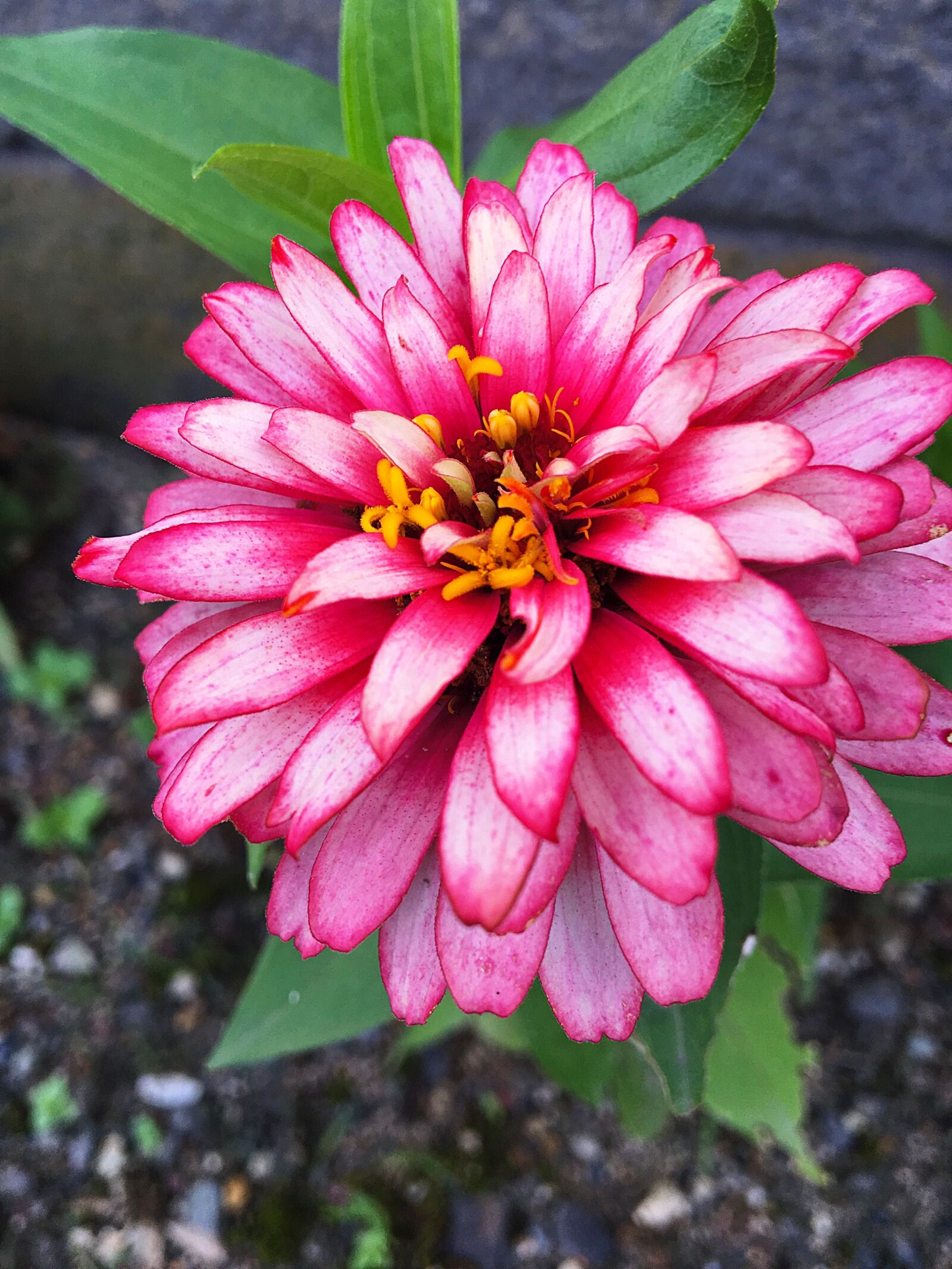 Apple iPhone 6s sample photo. Dahlia, flowers, summer flowers photography