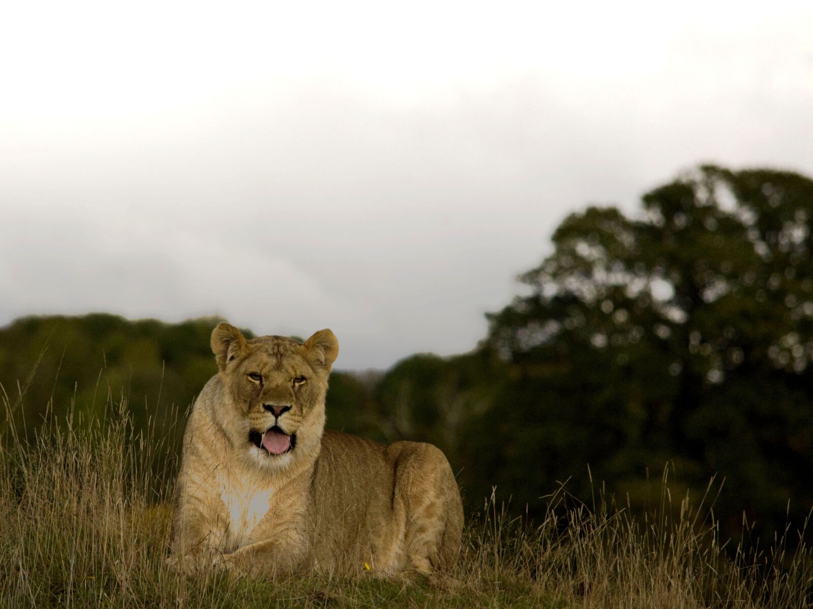 Nikon D3100 sample photo. Lioness, wild, cat photography