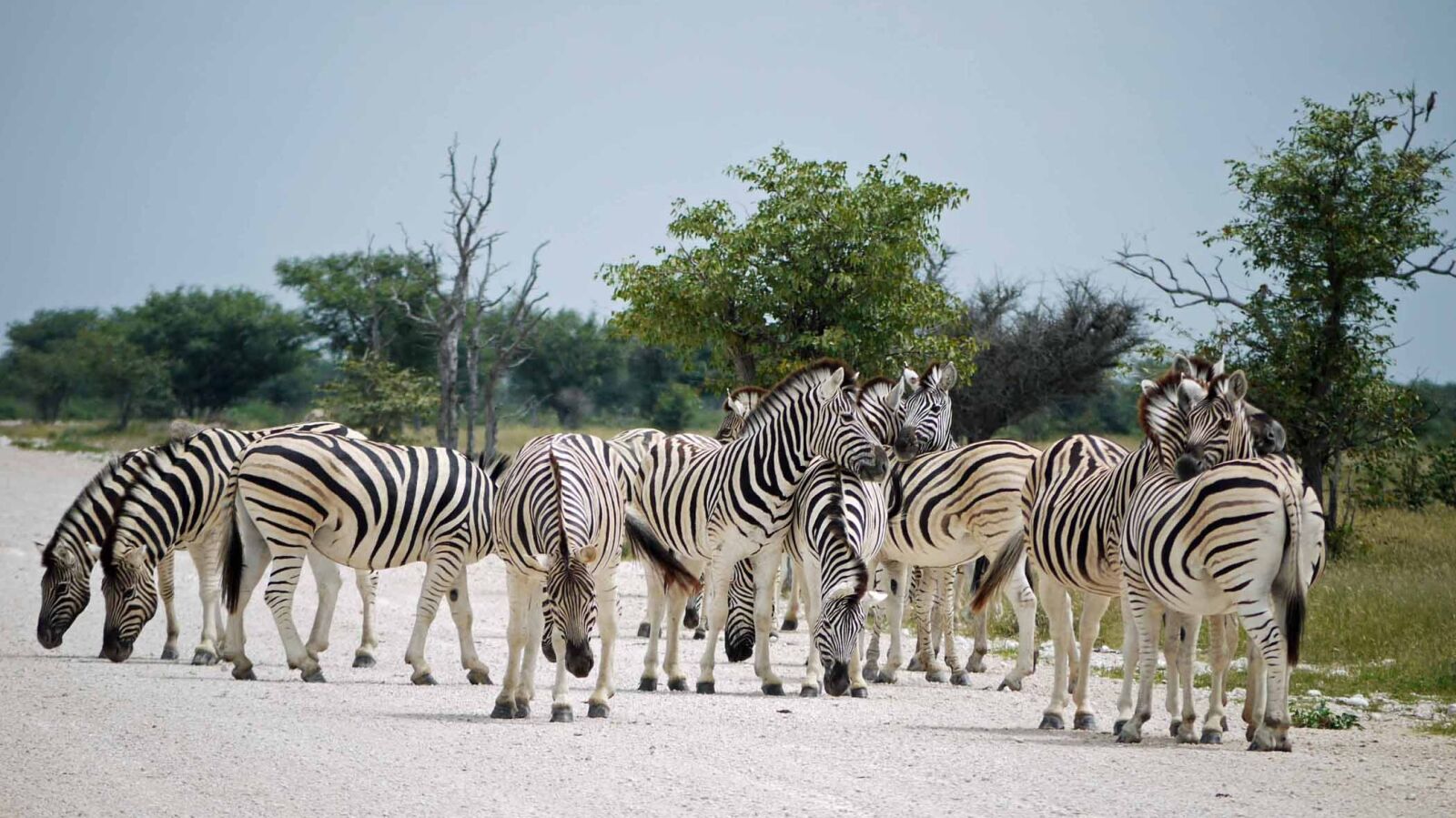 Panasonic Lumix DMC-G1 sample photo. Zebras, namibia, etosha photography
