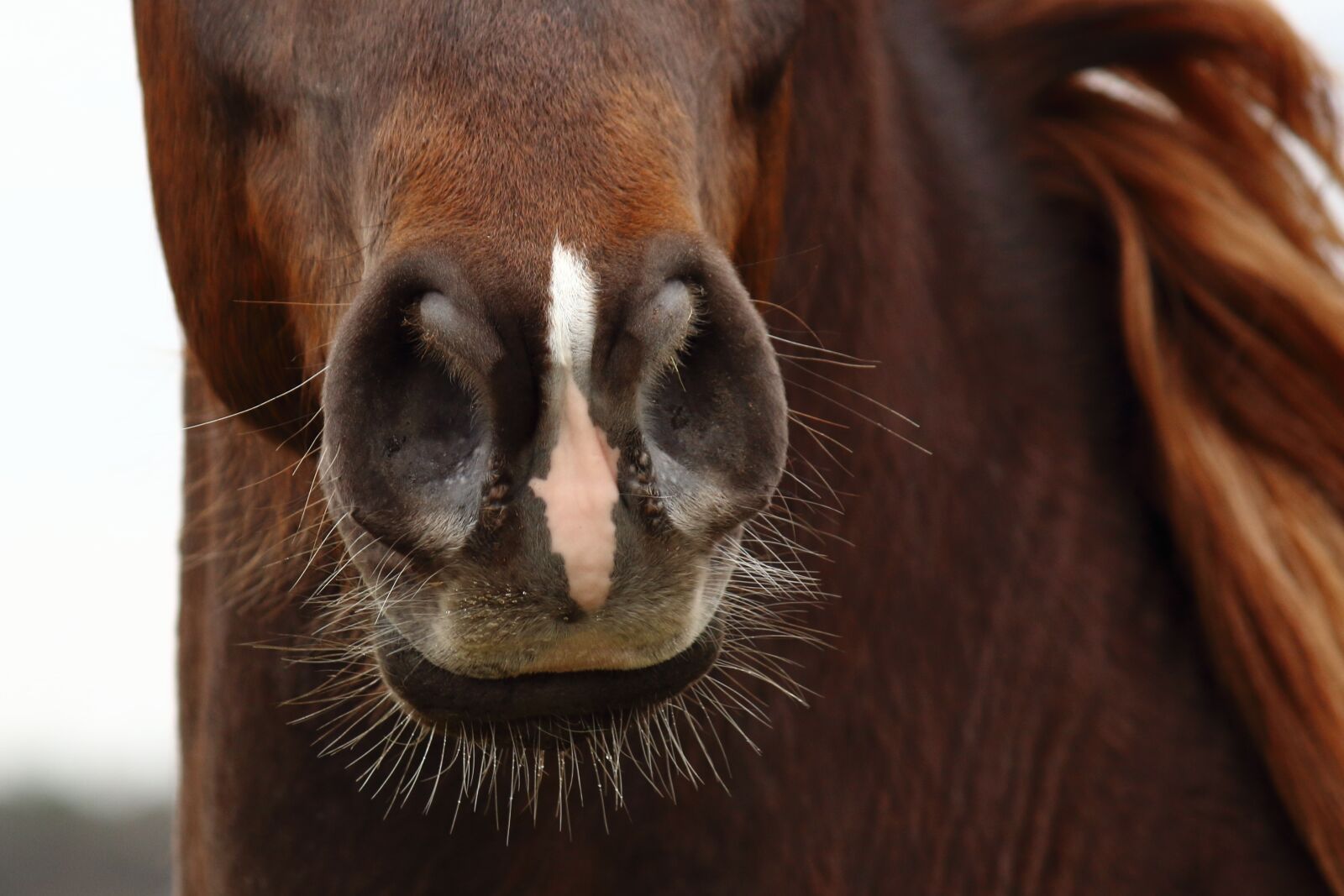 Canon EF-S 55-250mm F4-5.6 IS sample photo. Mammals, portrait, animal kingdom photography