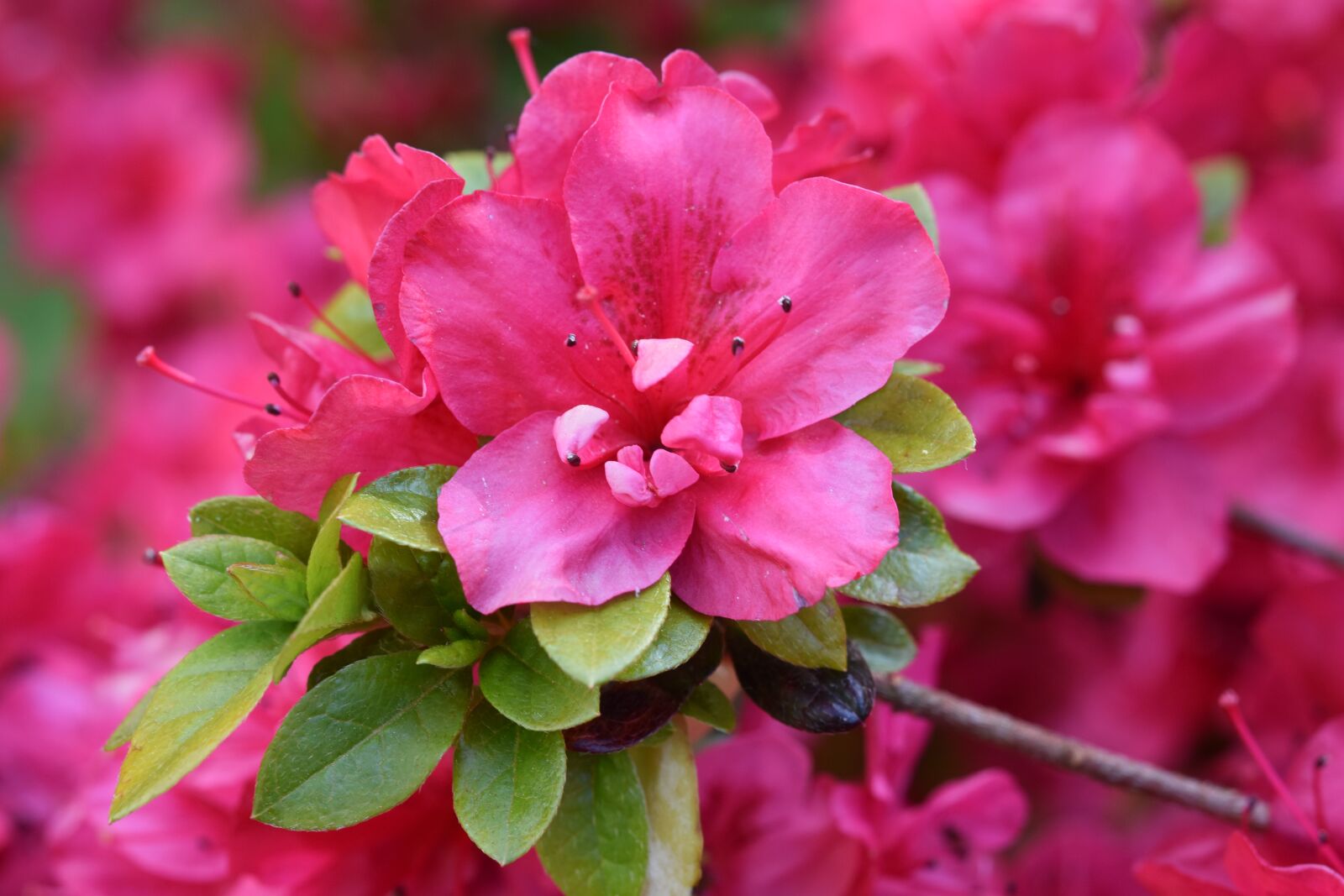 Nikon D5600 sample photo. Flowers, the flowers of photography