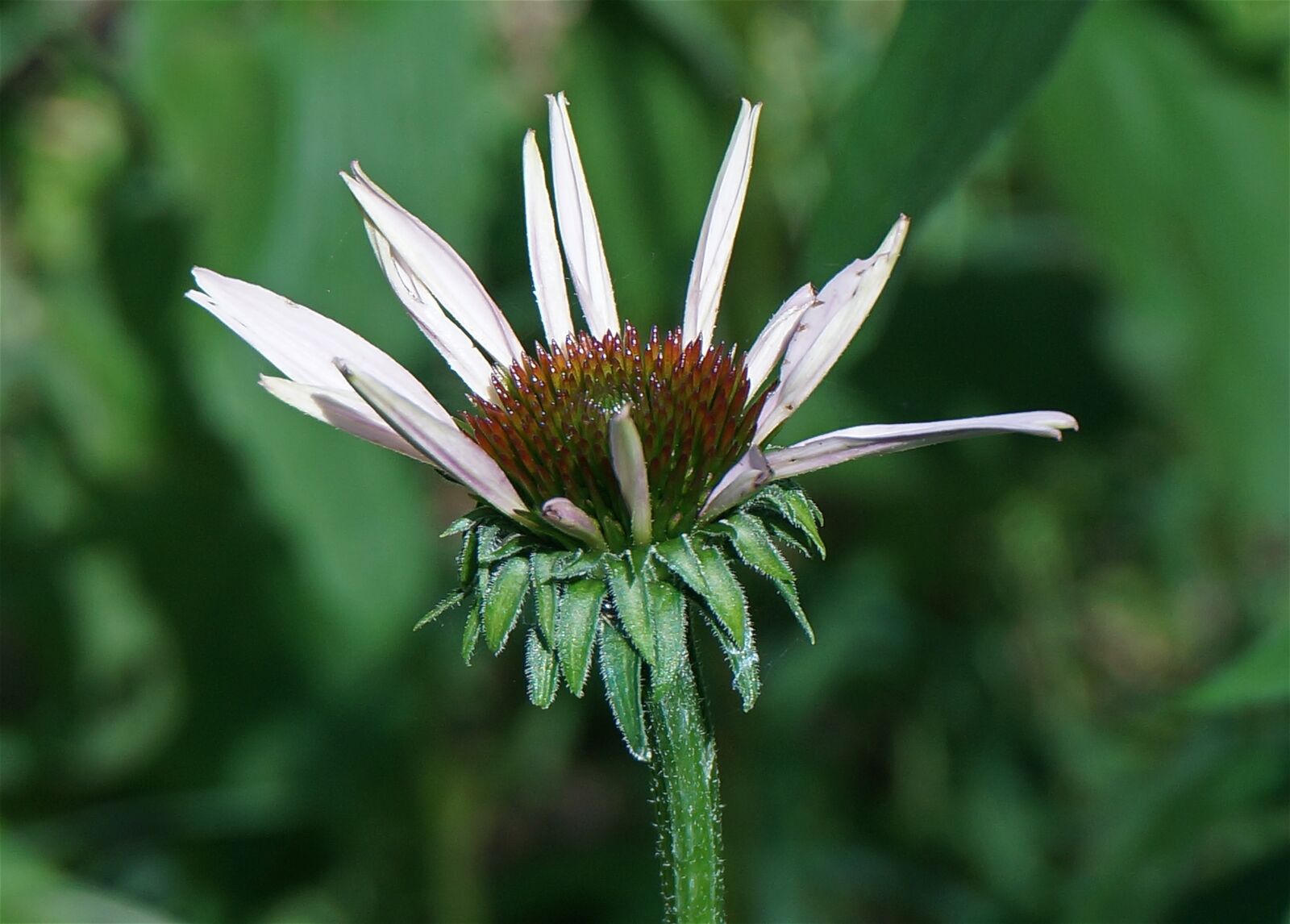 Sony Alpha NEX-5T sample photo. Echinacea bud opening, echinacea photography