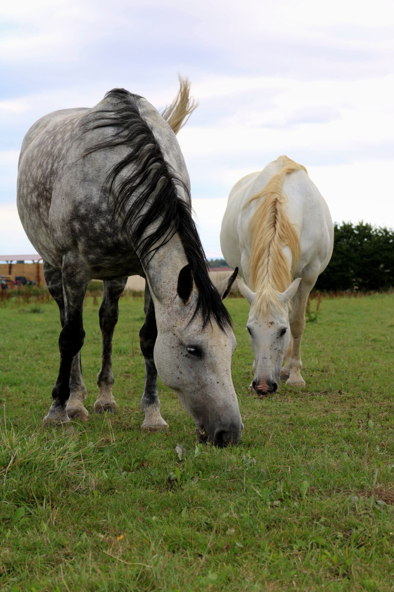 Canon EOS 750D (EOS Rebel T6i / EOS Kiss X8i) sample photo. Horses, animals, mammals photography