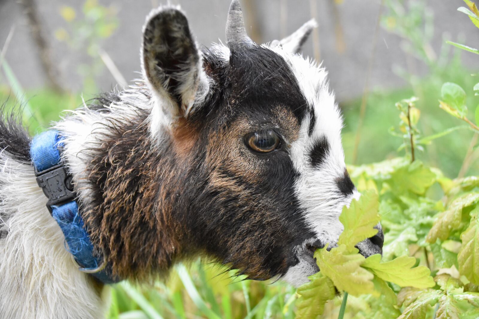 Nikon D5600 sample photo. Goat, mammal, ruminant photography