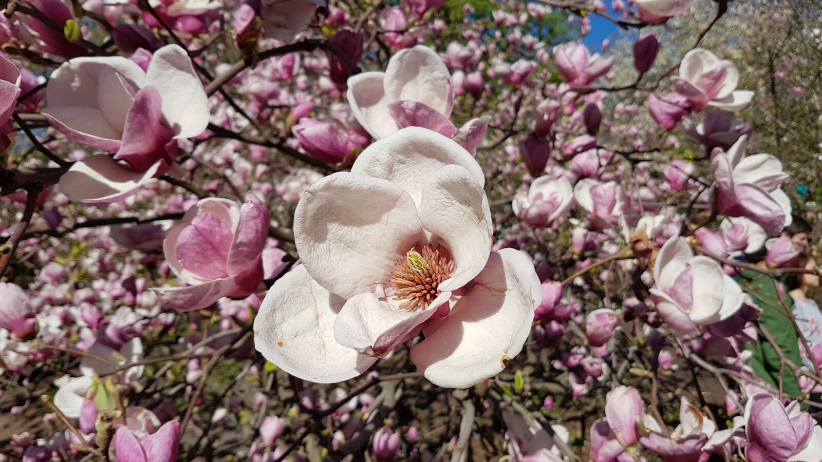 Samsung Galaxy S7 Edge sample photo. Flowers, magnolia, pink photography