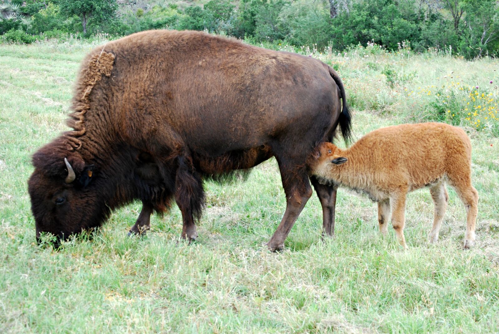 Nikon D60 sample photo. Mama and baby, baby photography