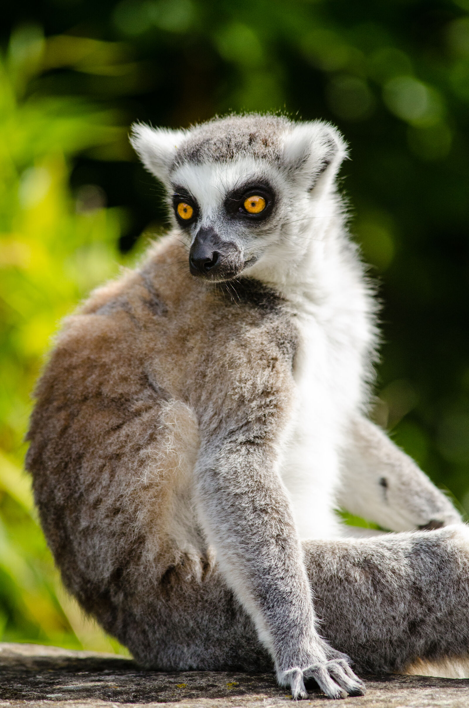 Nikon D7000 + Sigma APO Tele Macro 300mm F4 sample photo
