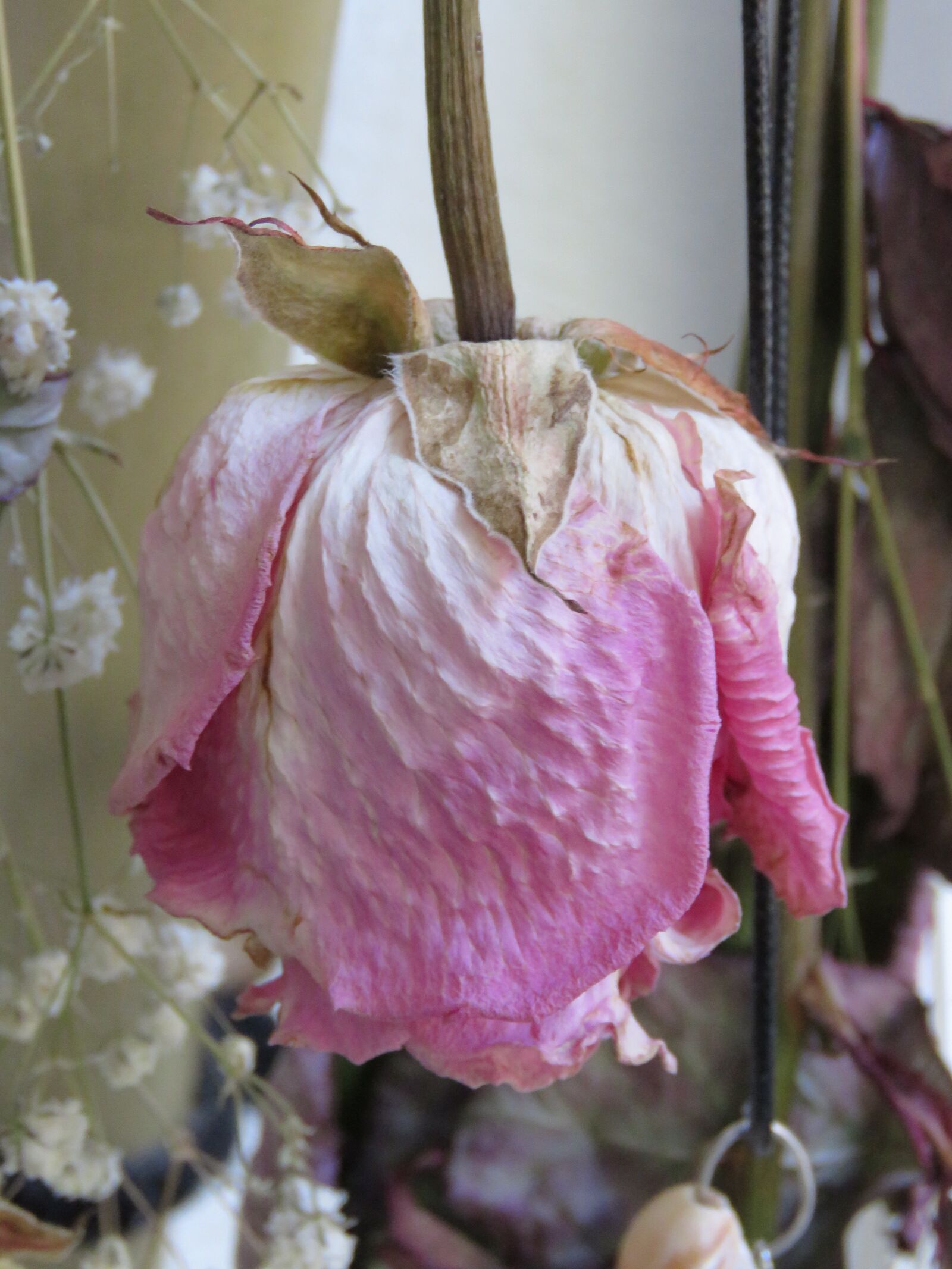 Canon PowerShot SX60 HS sample photo. Rose, dried, pink photography