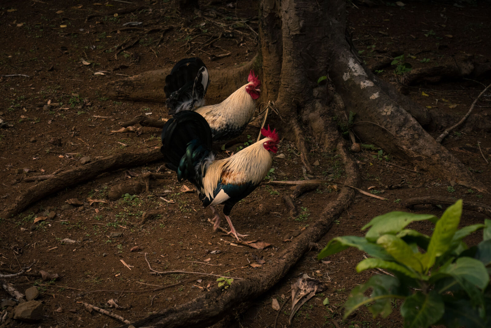 Canon PowerShot G3 X sample photo. Animals, bird, couple, free photography
