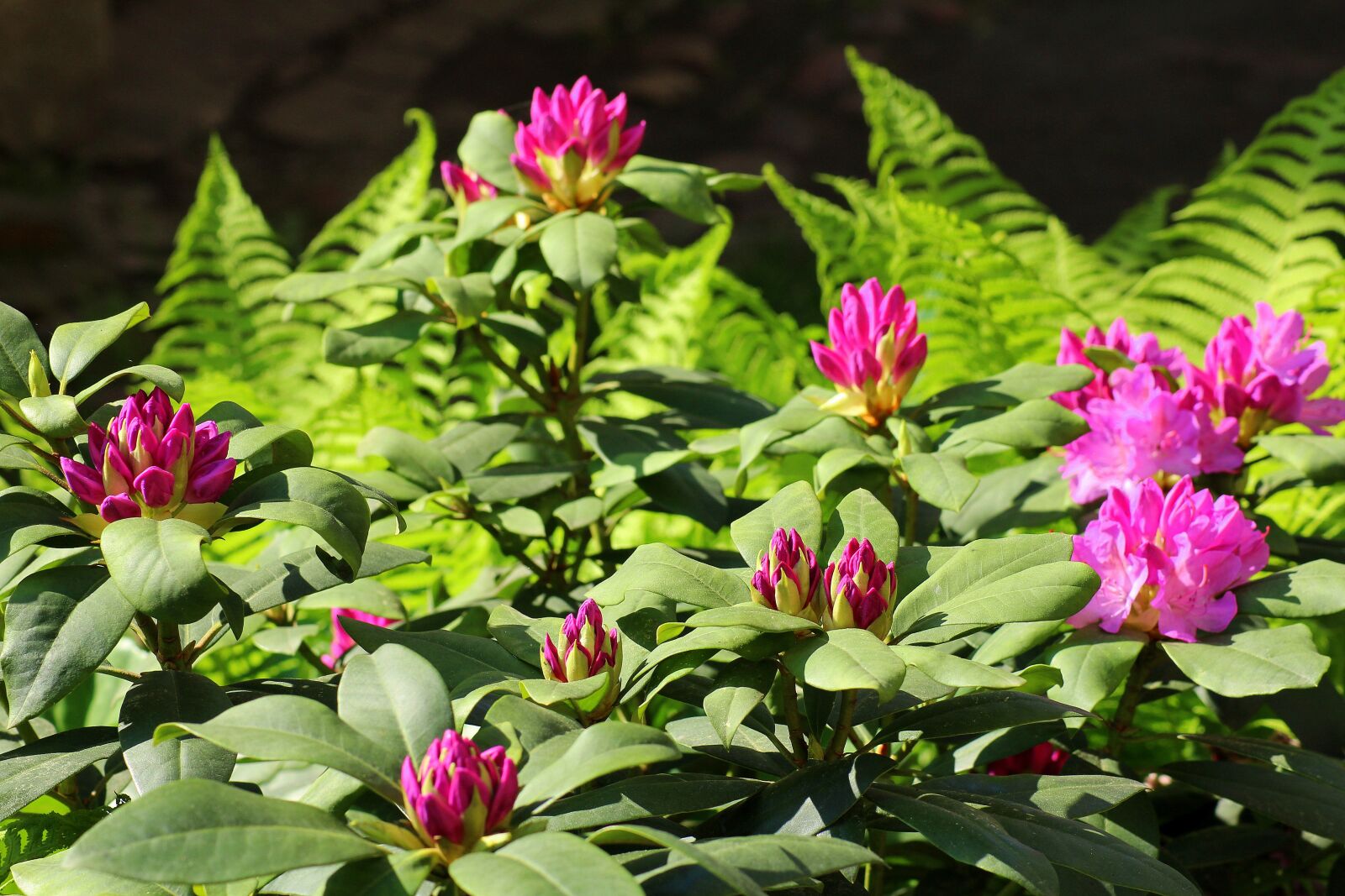 Canon EOS 1200D (EOS Rebel T5 / EOS Kiss X70 / EOS Hi) sample photo. Rhododendron, boost, nature photography