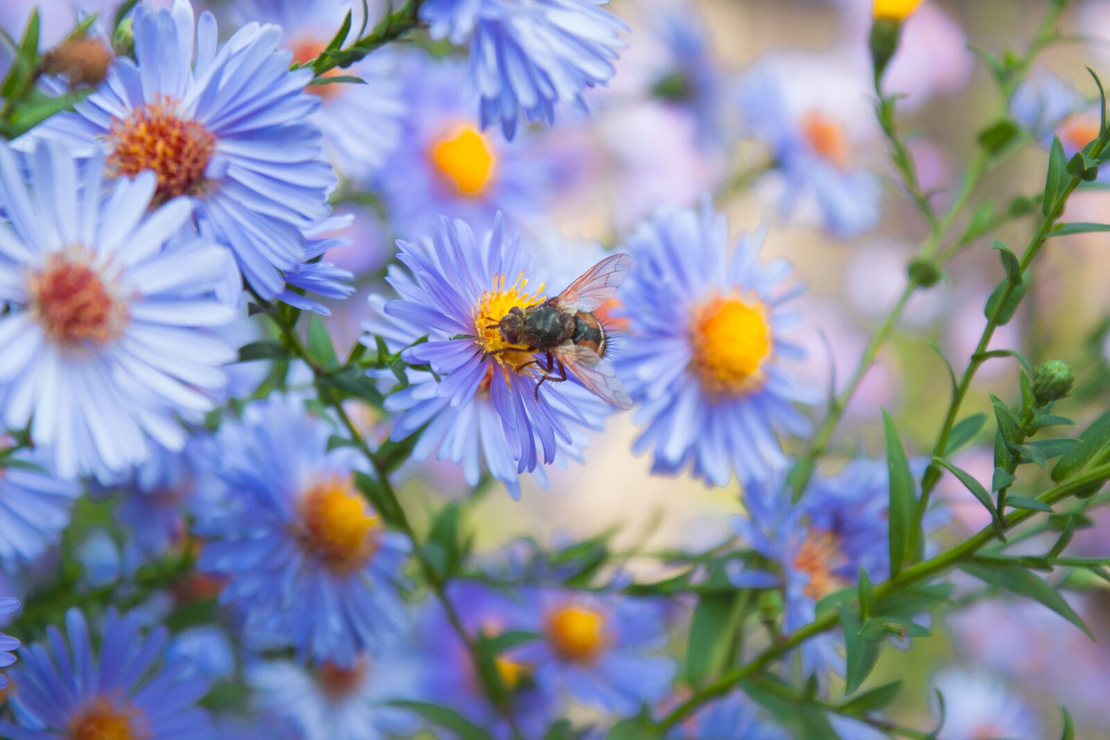 Canon EOS 700D (EOS Rebel T5i / EOS Kiss X7i) sample photo. Flowers, bee, bush photography