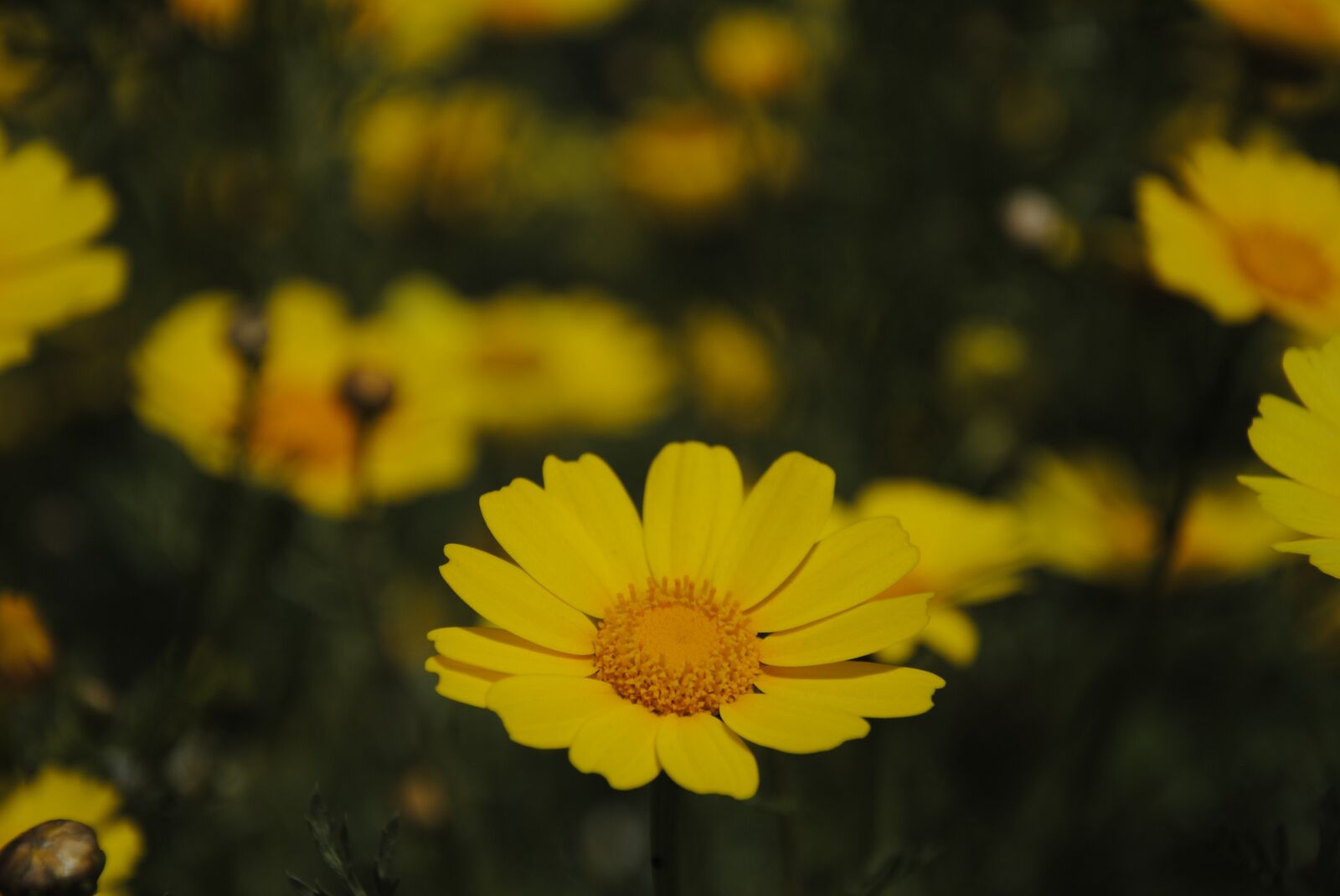 Nikon D3000 sample photo. Flowers, yellow, nature photography