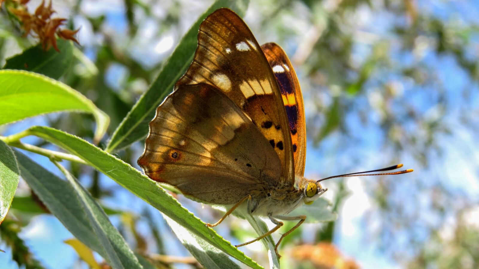 Canon PowerShot SX50 HS sample photo. Butterfly, macro, nature photography
