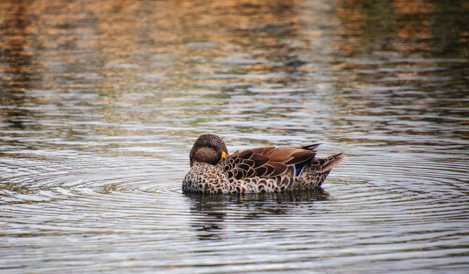 Nikon D7000 sample photo. Duck, water, bird photography