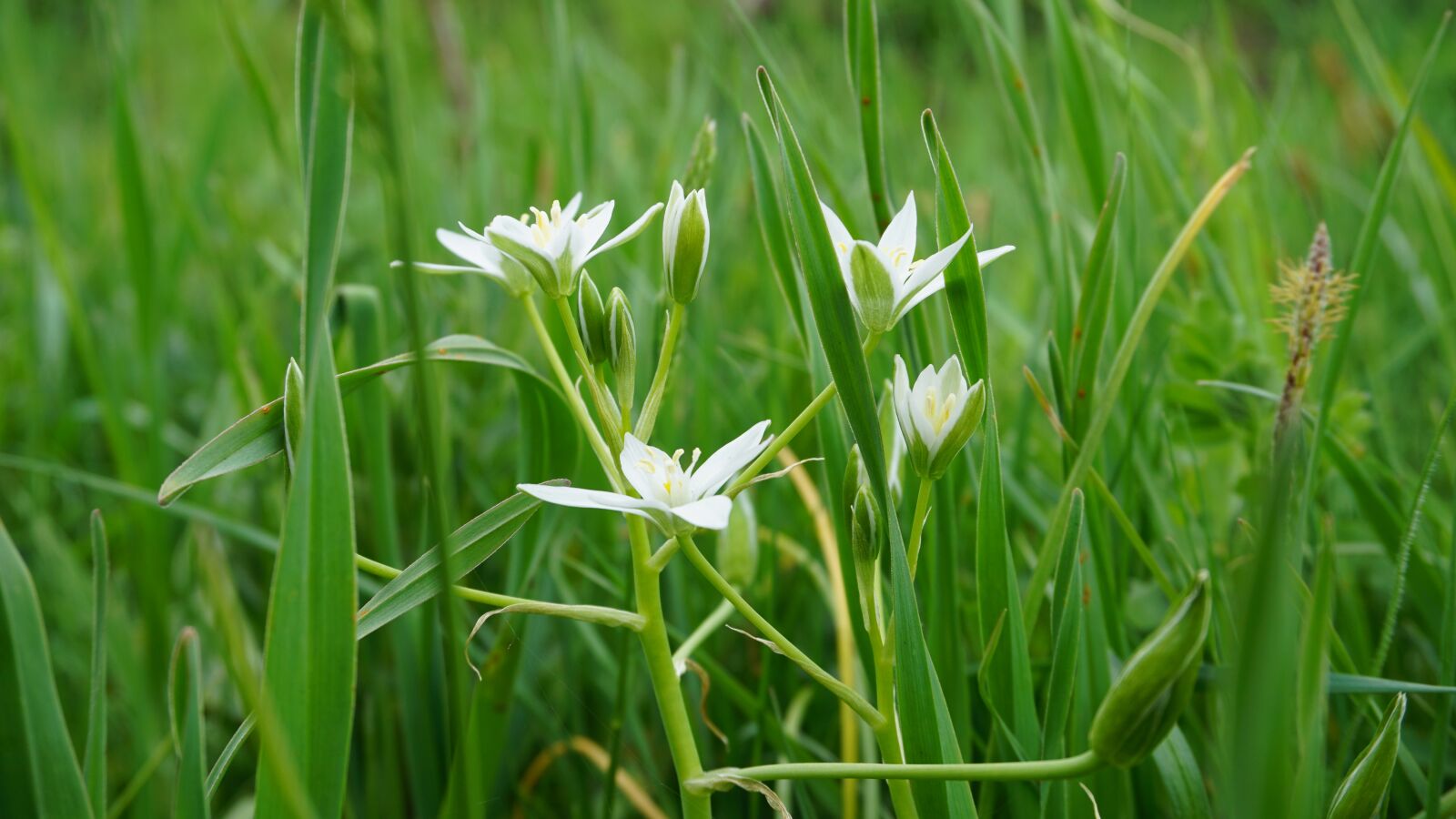 Sony E 16-50mm F3.5-5.6 PZ OSS sample photo. Flowers, nature, forest photography