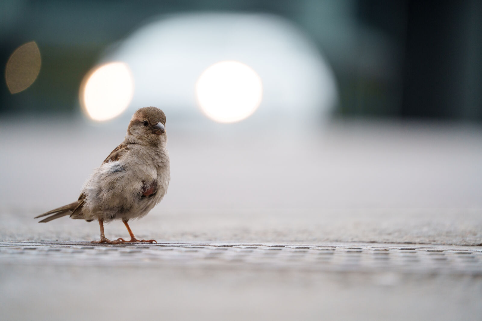 Sony a7R V sample photo. Sparrow street photography