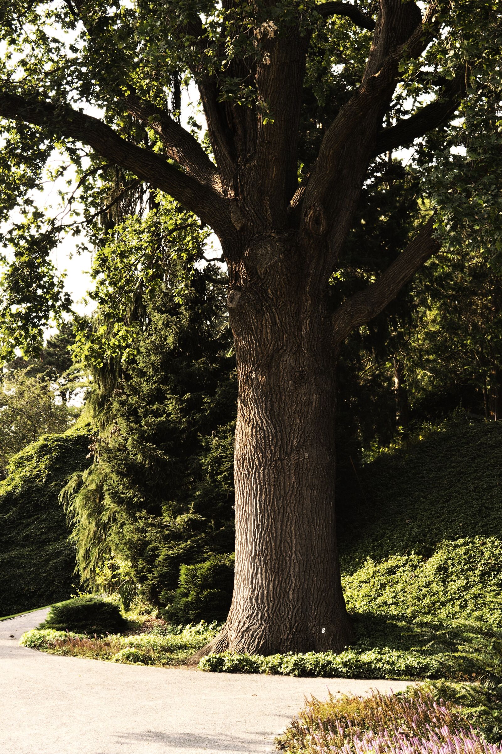 Nikon D3100 sample photo. Tree, tribe, log photography
