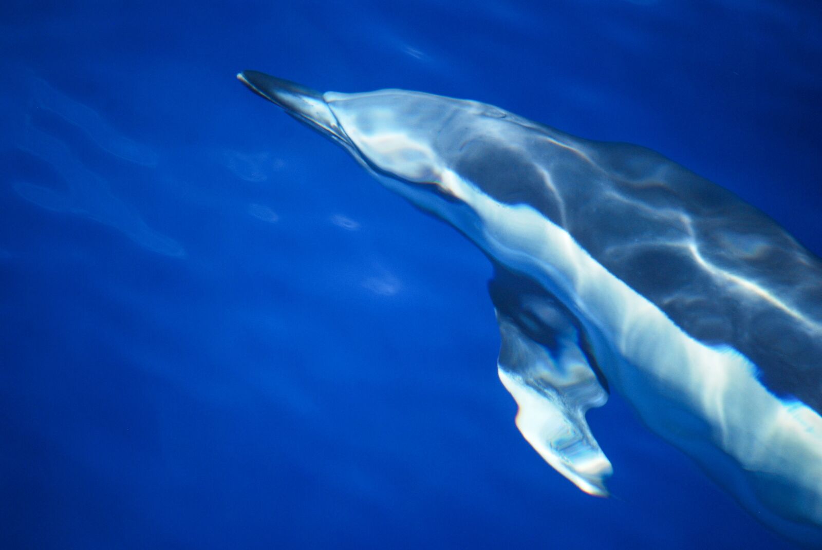 Nikon D40X sample photo. Water, dolphin, sea photography
