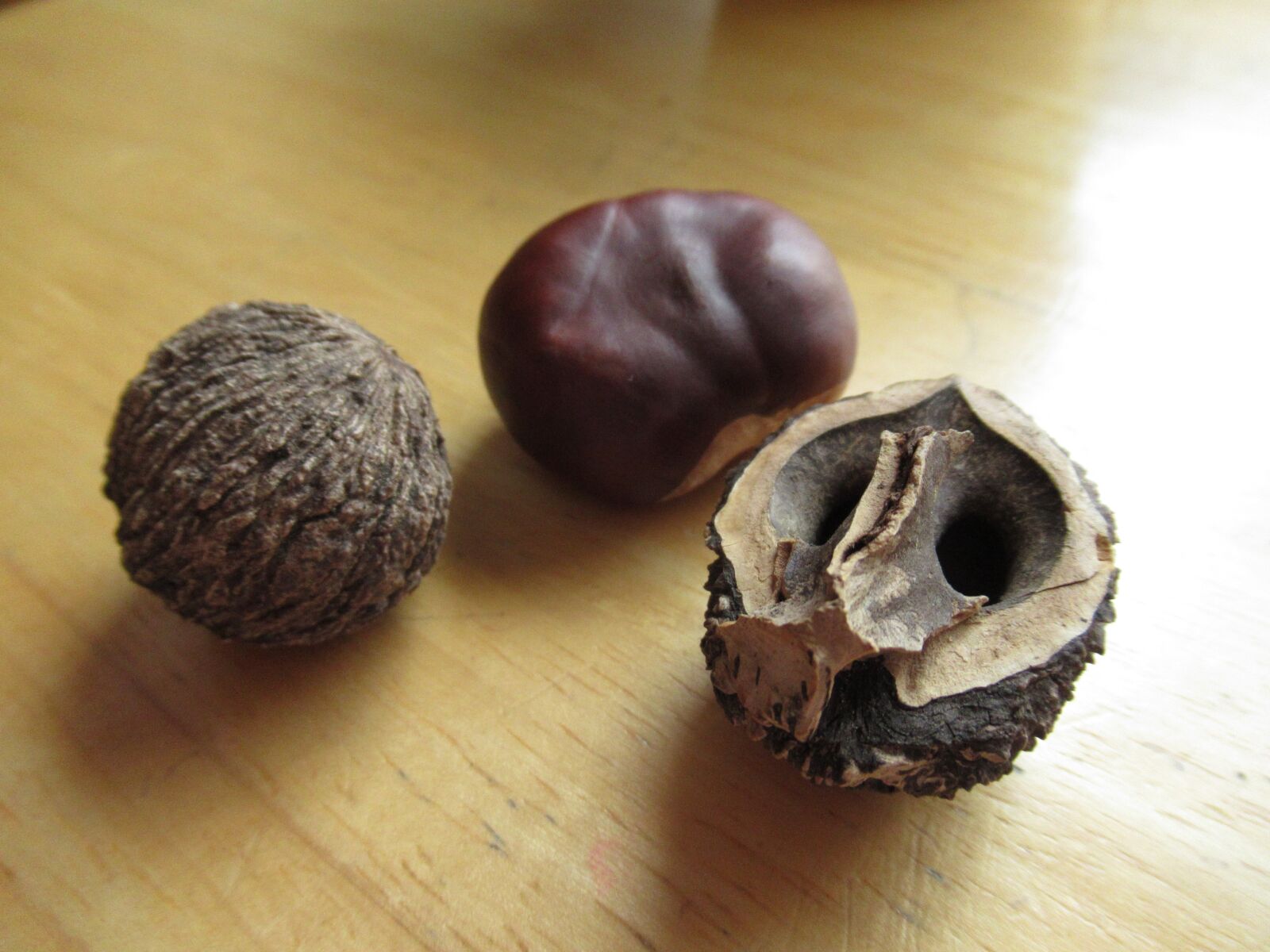 Canon PowerShot SX620 HS sample photo. Chestnut, black walnut, nut photography