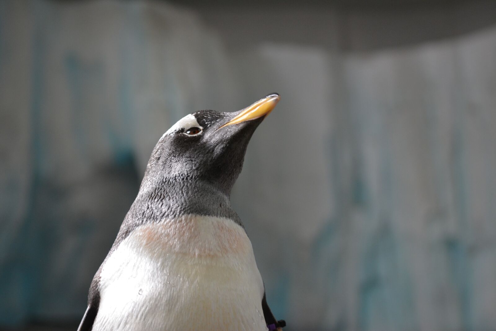 Nikon D5200 sample photo. Bird, animal world, nature photography