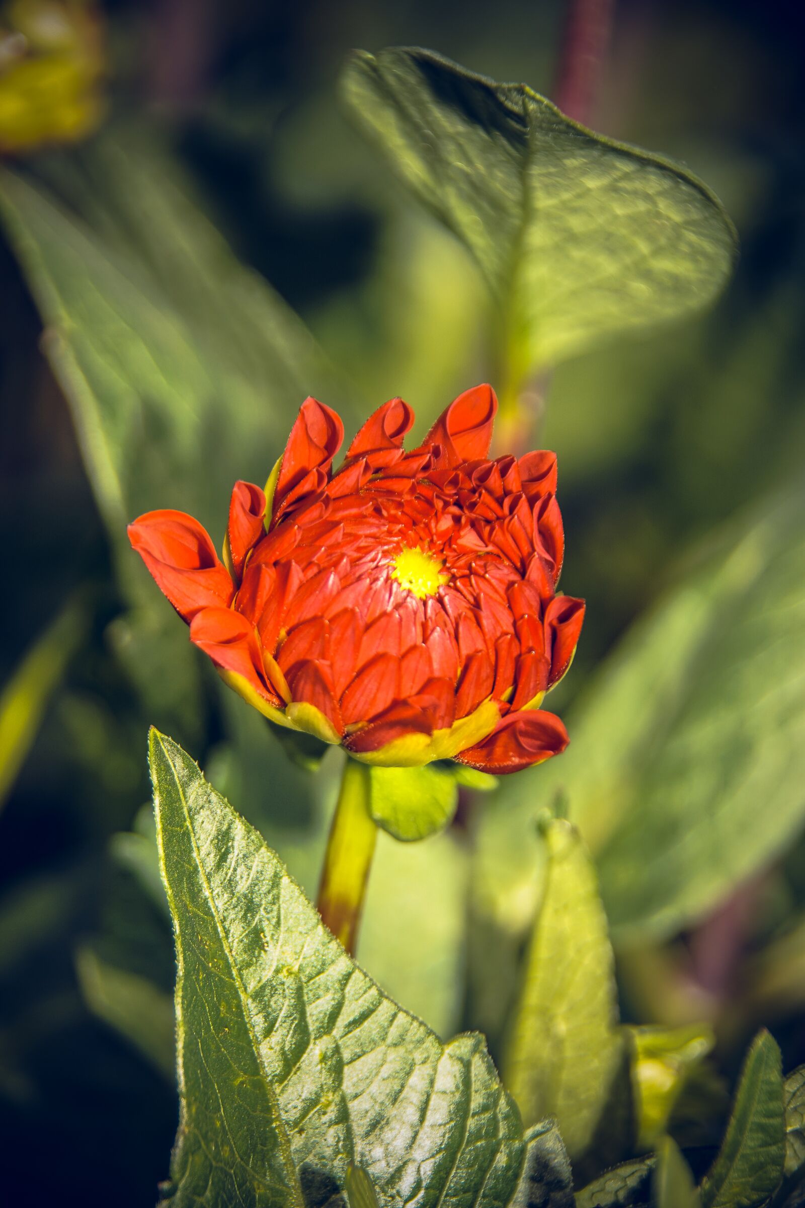 Sony ILCA-77M2 sample photo. Dahlia, blossom, bloom photography
