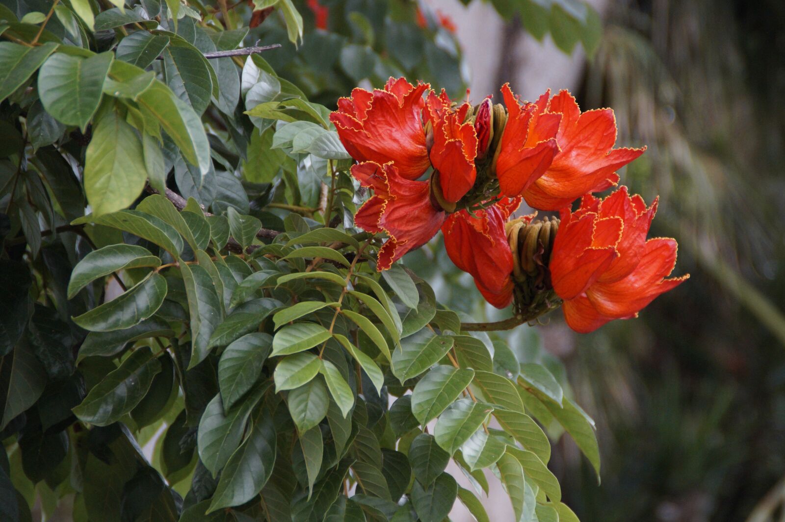Sony SLT-A58 sample photo. Tulip tree, exot, exotic photography