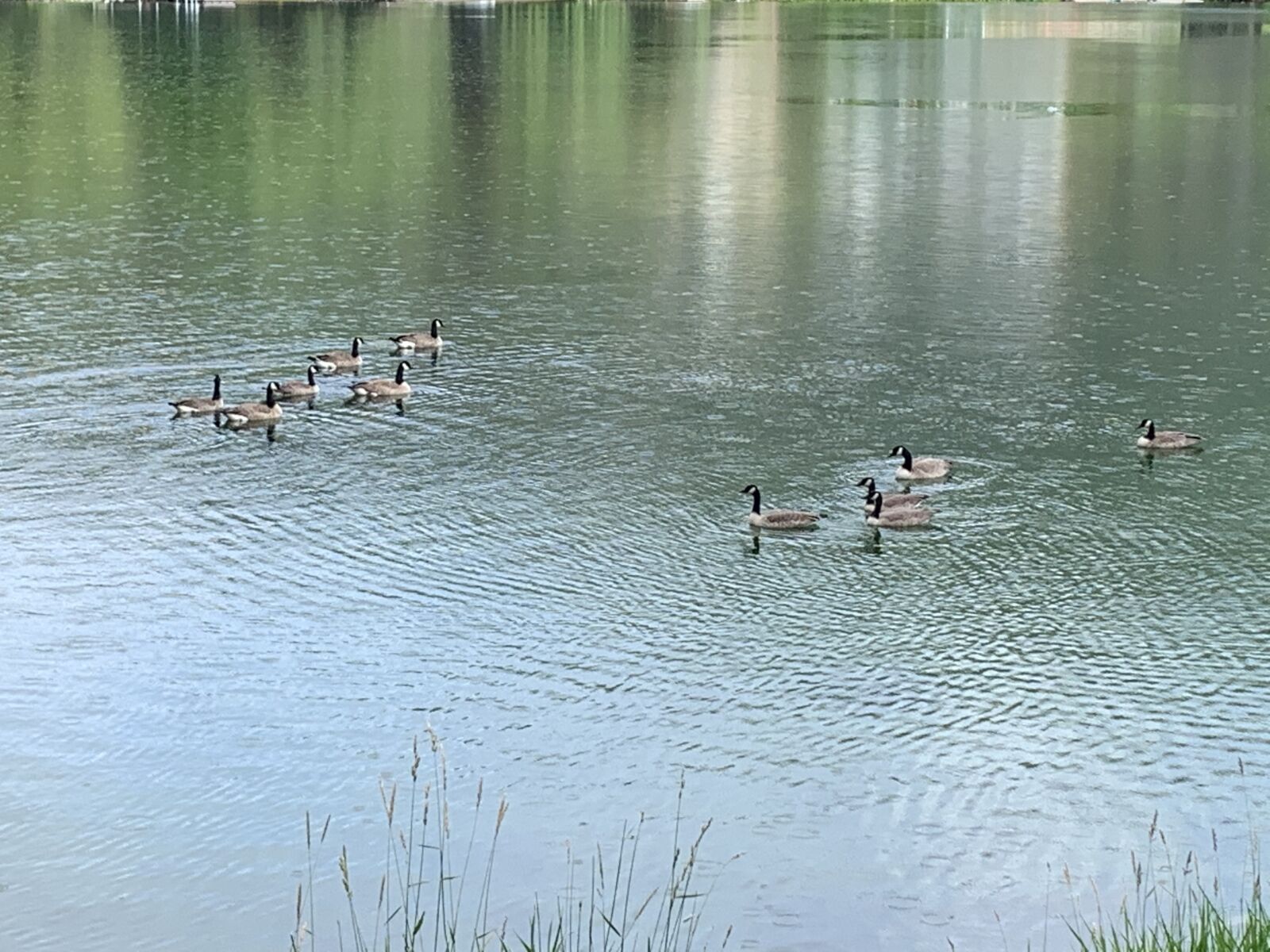 Apple iPhone XR sample photo. Water, lake, birds photography