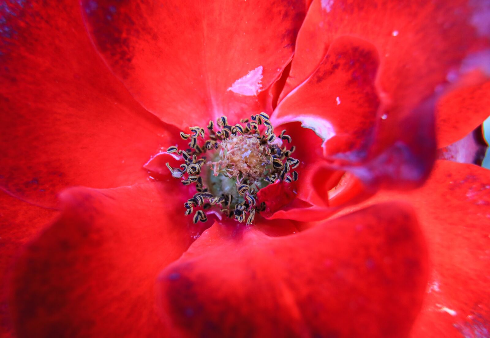 Canon EOS 5D Mark IV sample photo. Rose, red rose, red photography