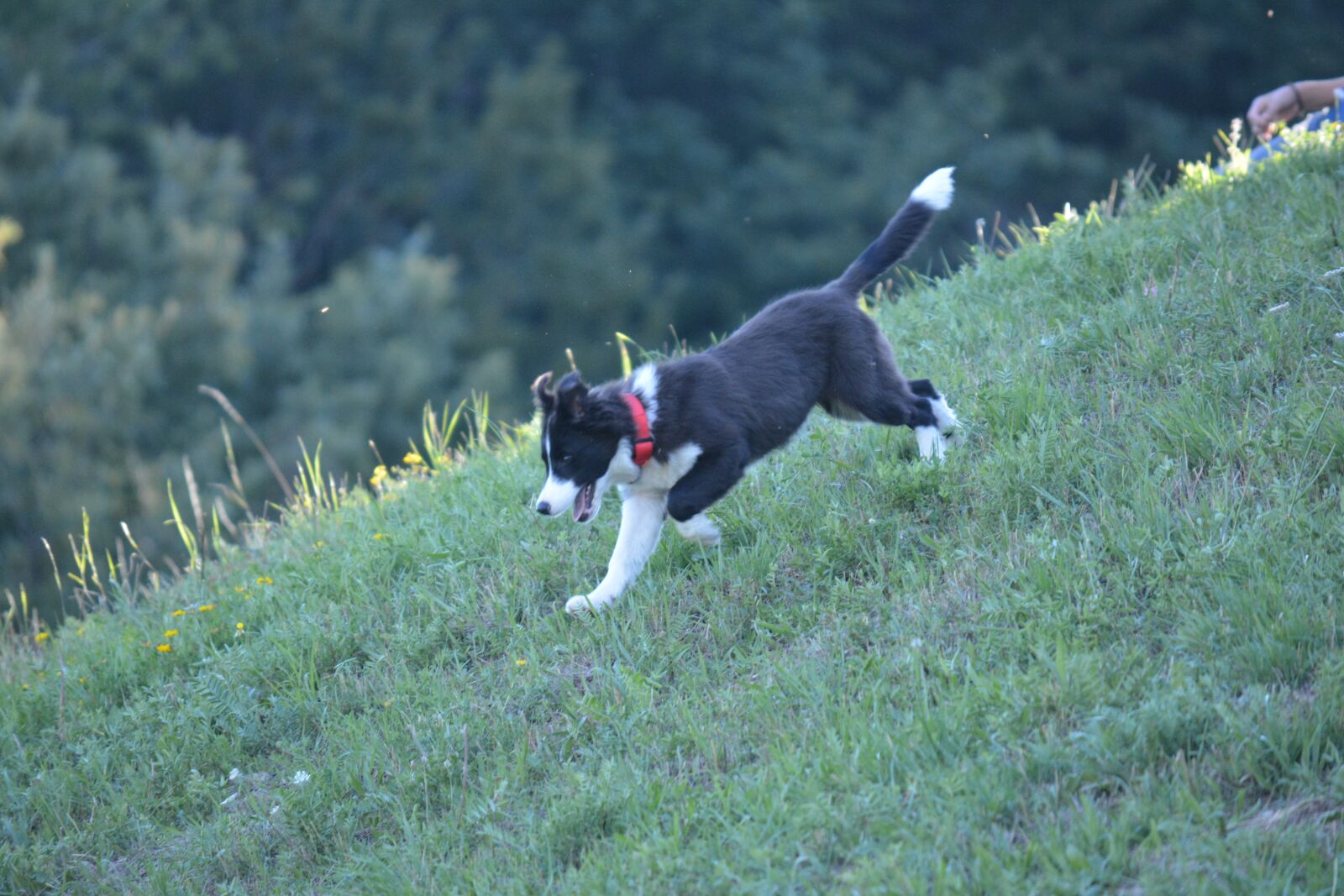 Nikon D5200 sample photo. Border collie, puppy, dog photography