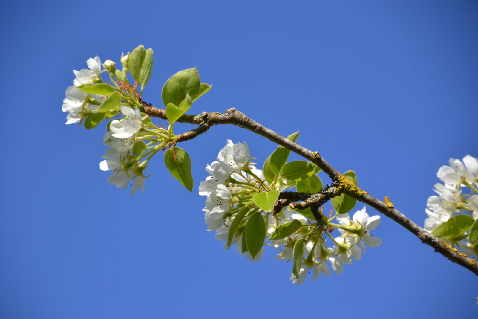 Nikon D3100 sample photo. Tree, flowers, spring photography