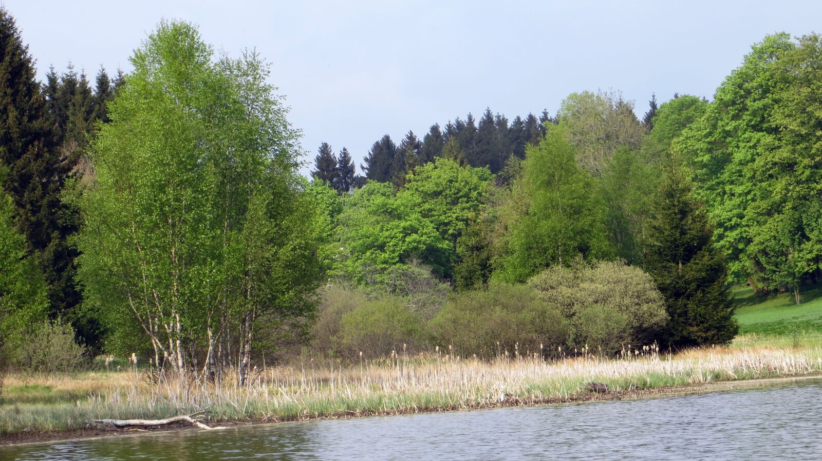 Canon PowerShot SX240 HS sample photo. Idyll, forest, conifers photography