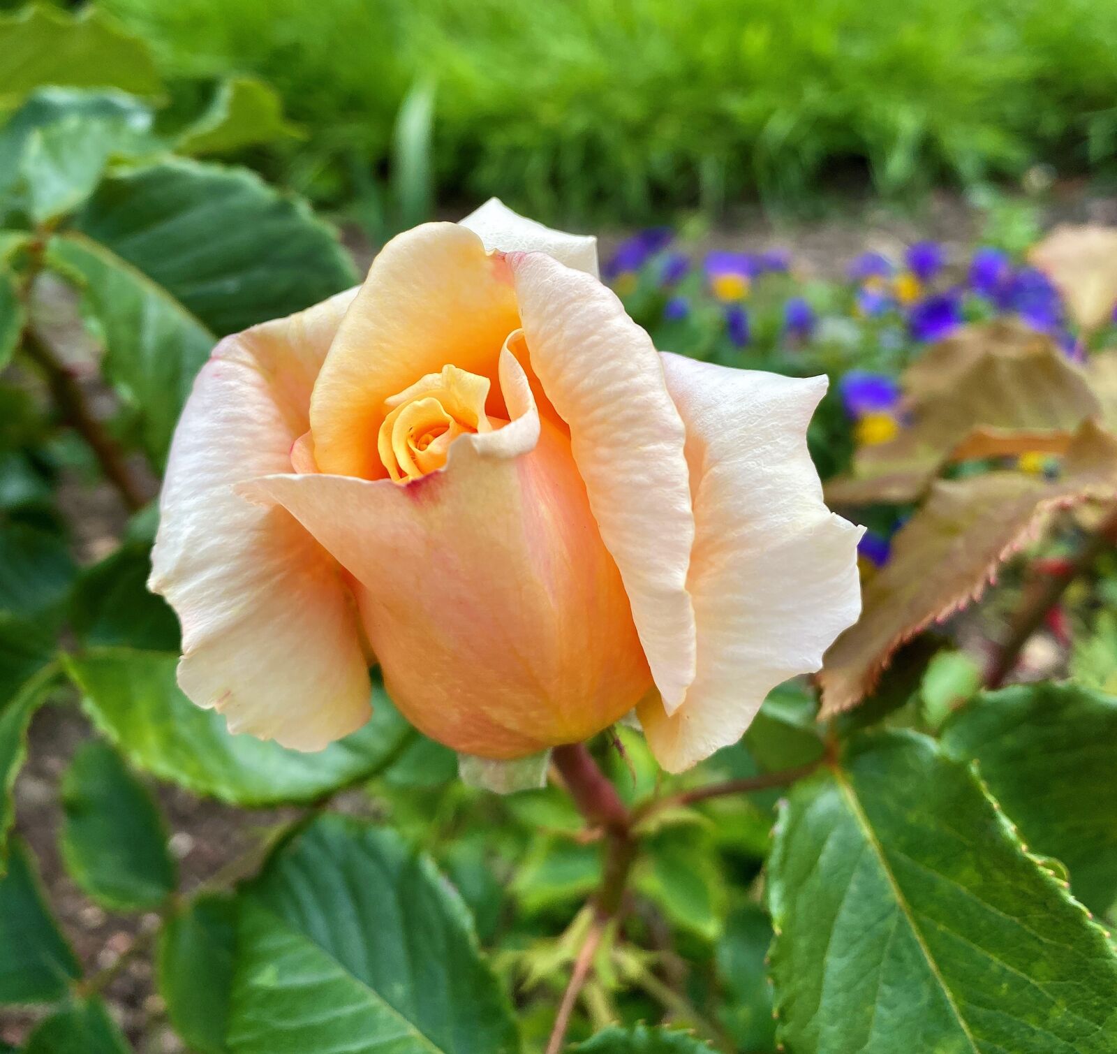 iPhone 11 back dual wide camera 4.25mm f/1.8 sample photo. Rose, garden, green photography