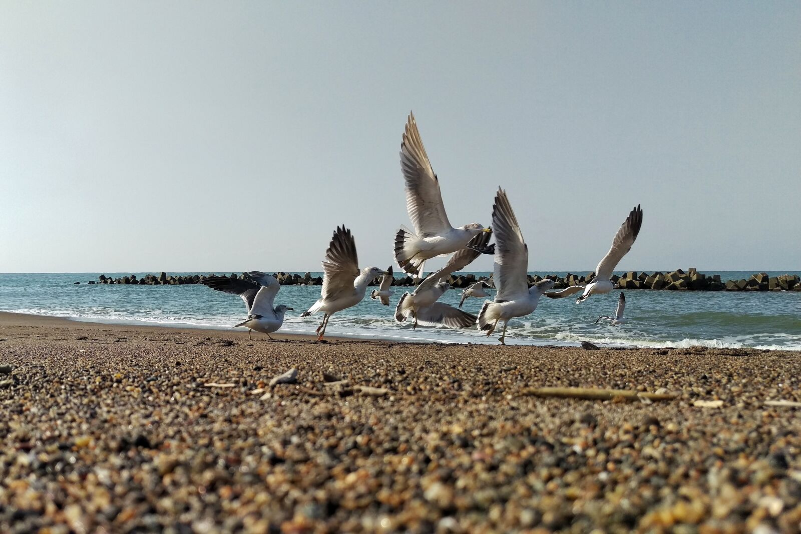 HTC HTV31 sample photo. Sea, beach, seagull photography