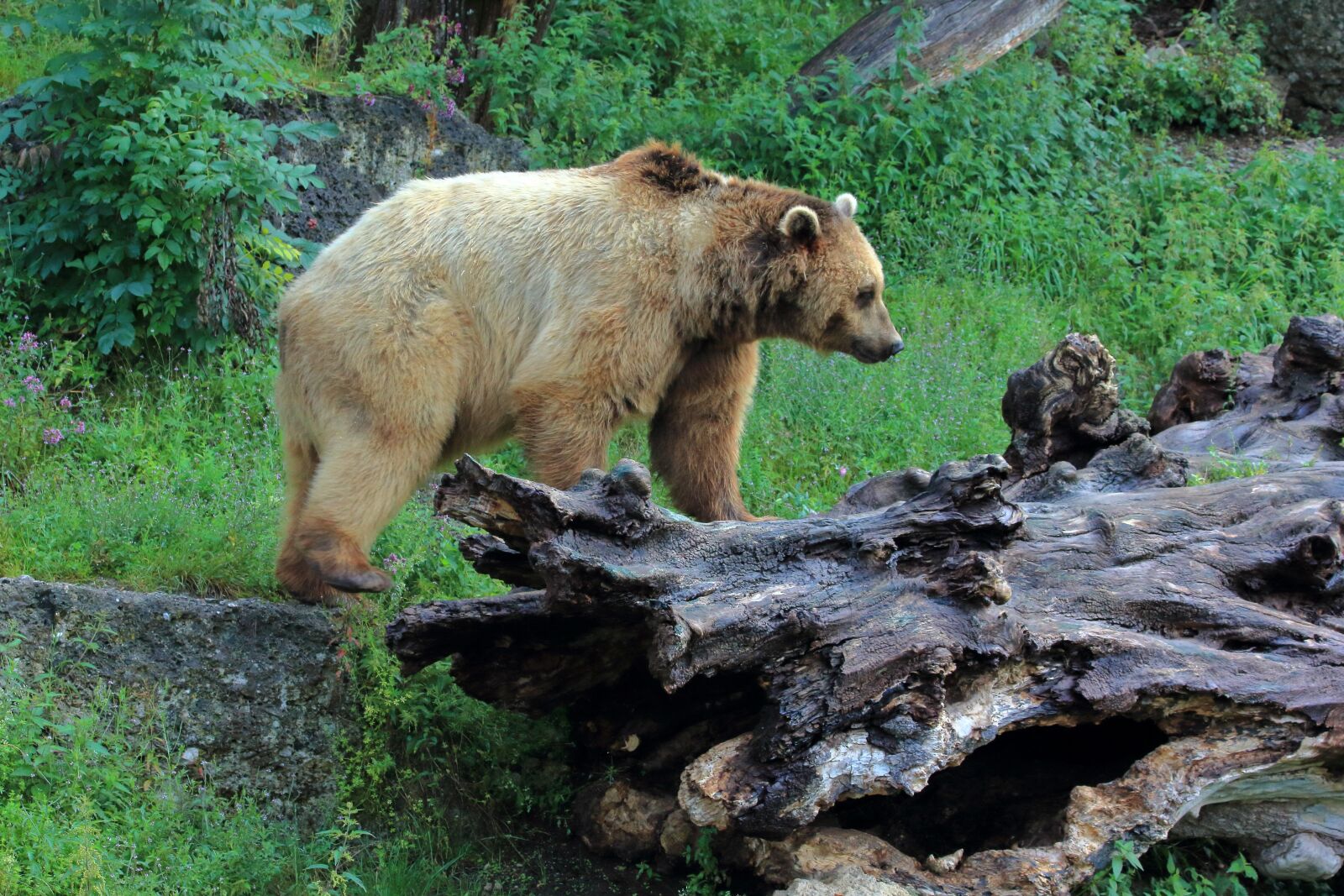 Canon EOS 550D (EOS Rebel T2i / EOS Kiss X4) sample photo. Brown bear, bear, wild photography