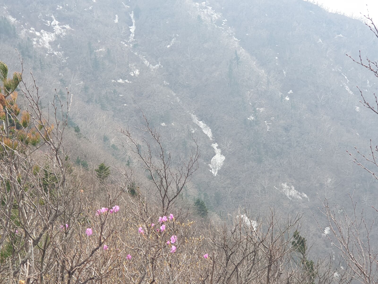 Samsung Galaxy Note9 sample photo. Mountain, flower, sky photography
