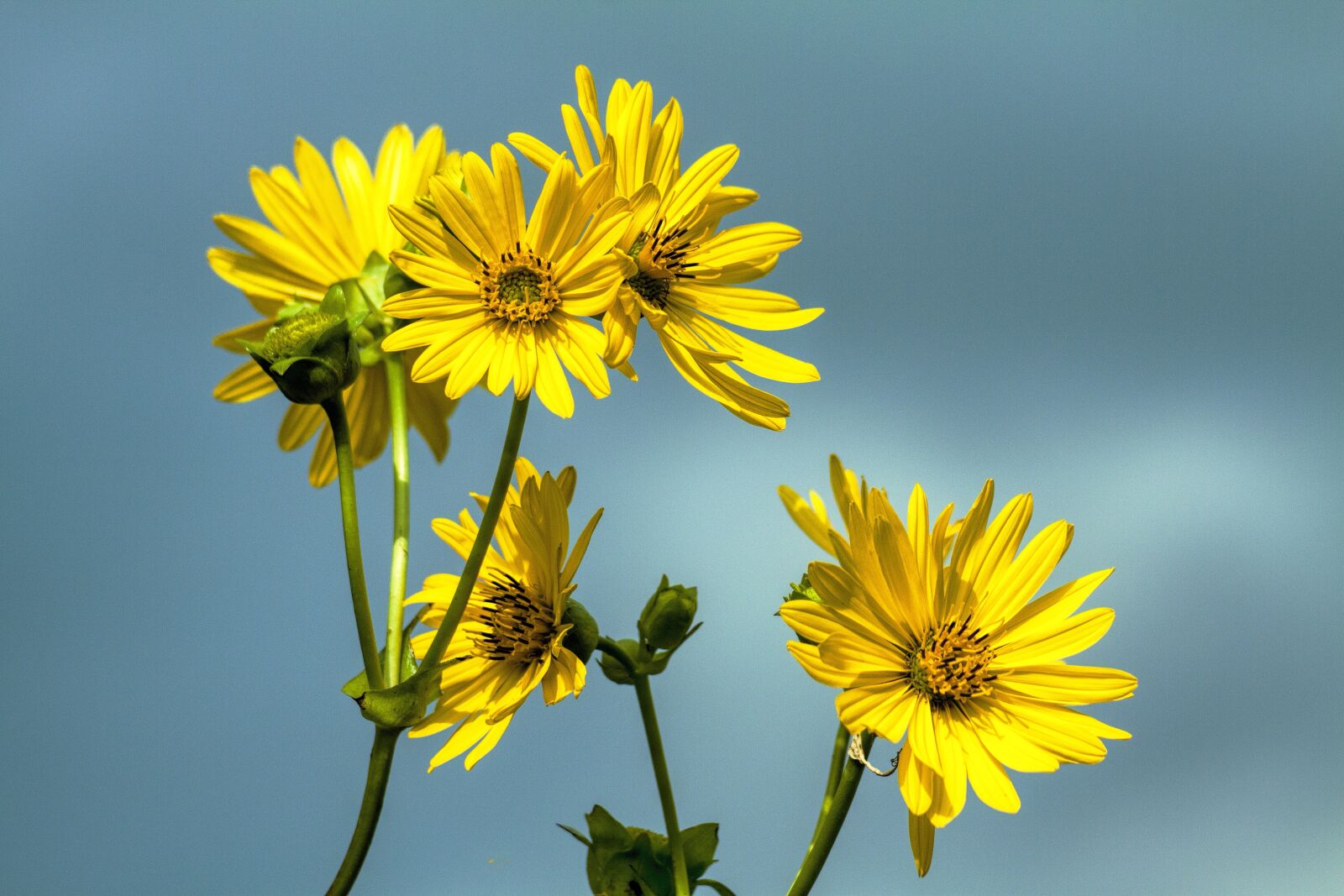 Canon EOS 50D sample photo. Daisy, flower, floral photography