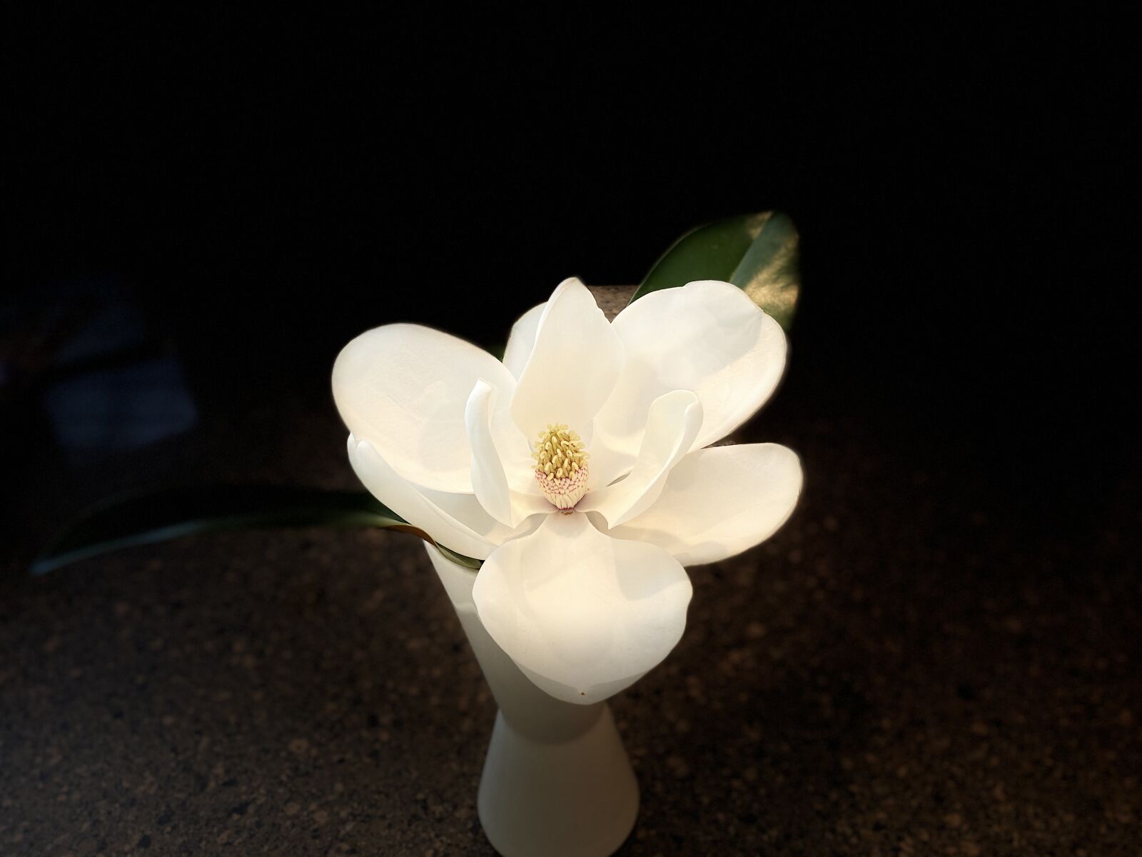 Apple iPhone 11 sample photo. Magnolia blossom, iphone 11 photography