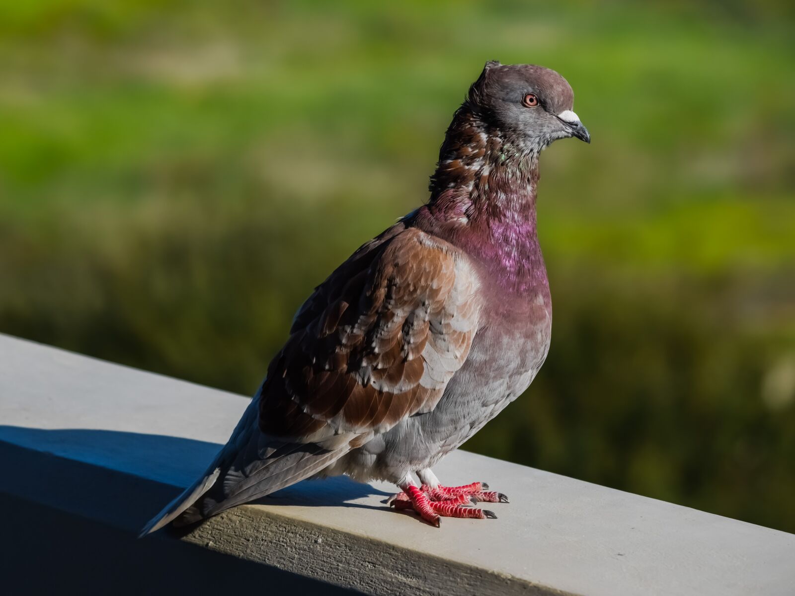 Nikon D3300 sample photo. Pigeon, bird, nature photography