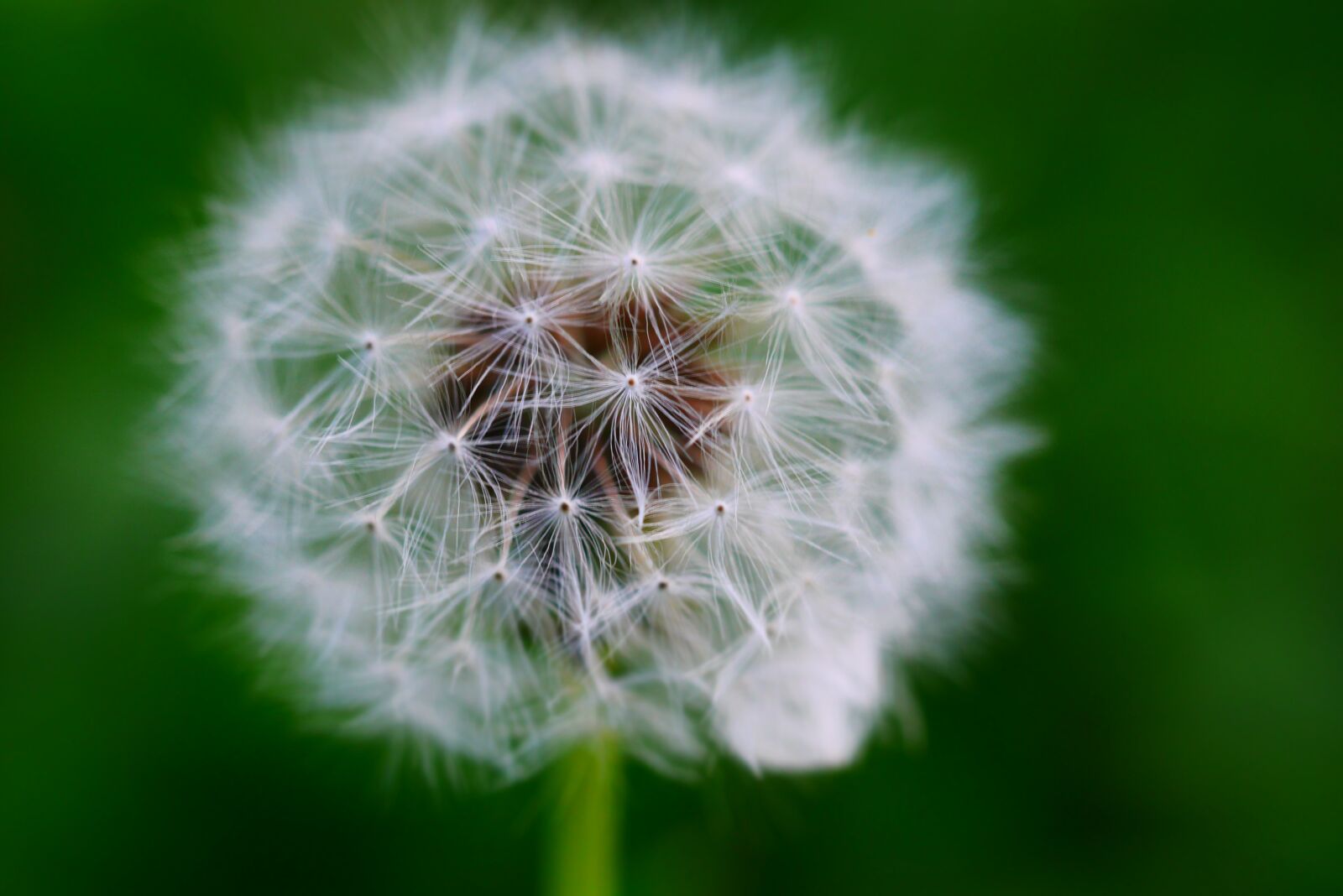 Panasonic Lumix DMC-GX7 sample photo. Dandelion, macro, garden photography