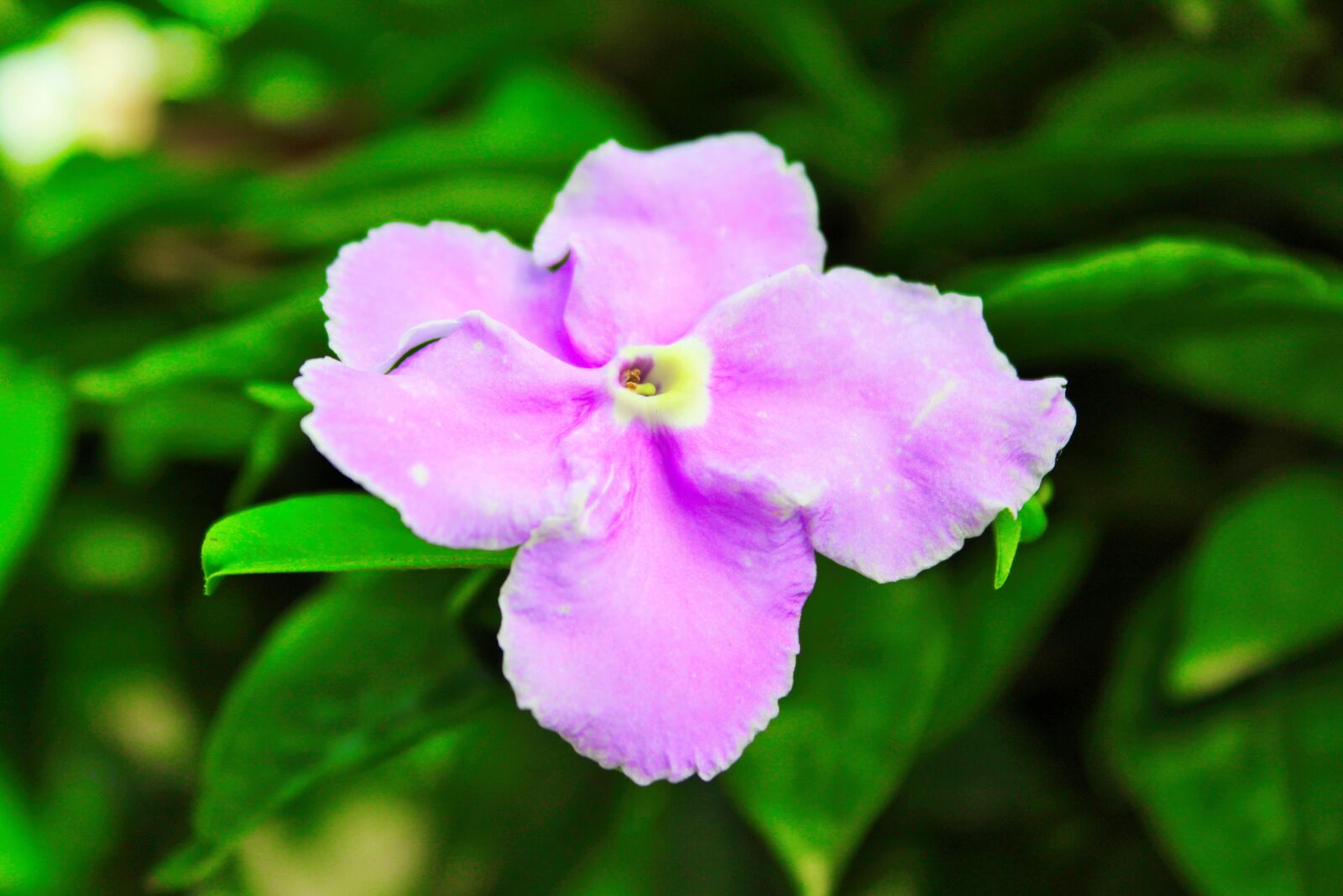 Canon EOS 1300D (EOS Rebel T6 / EOS Kiss X80) sample photo. Beautiful, green, nature photography