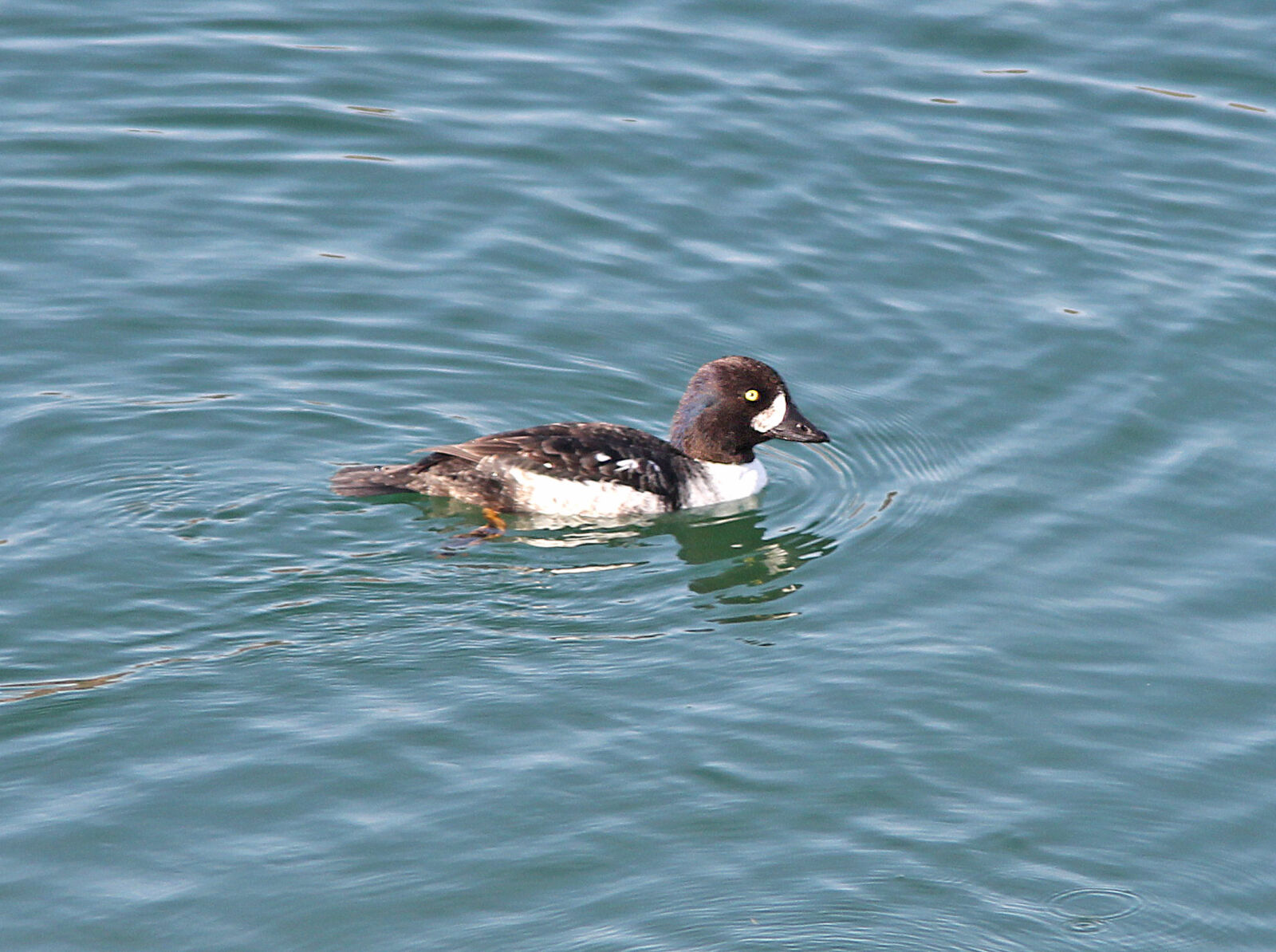 Canon EF 300mm F4L IS USM sample photo