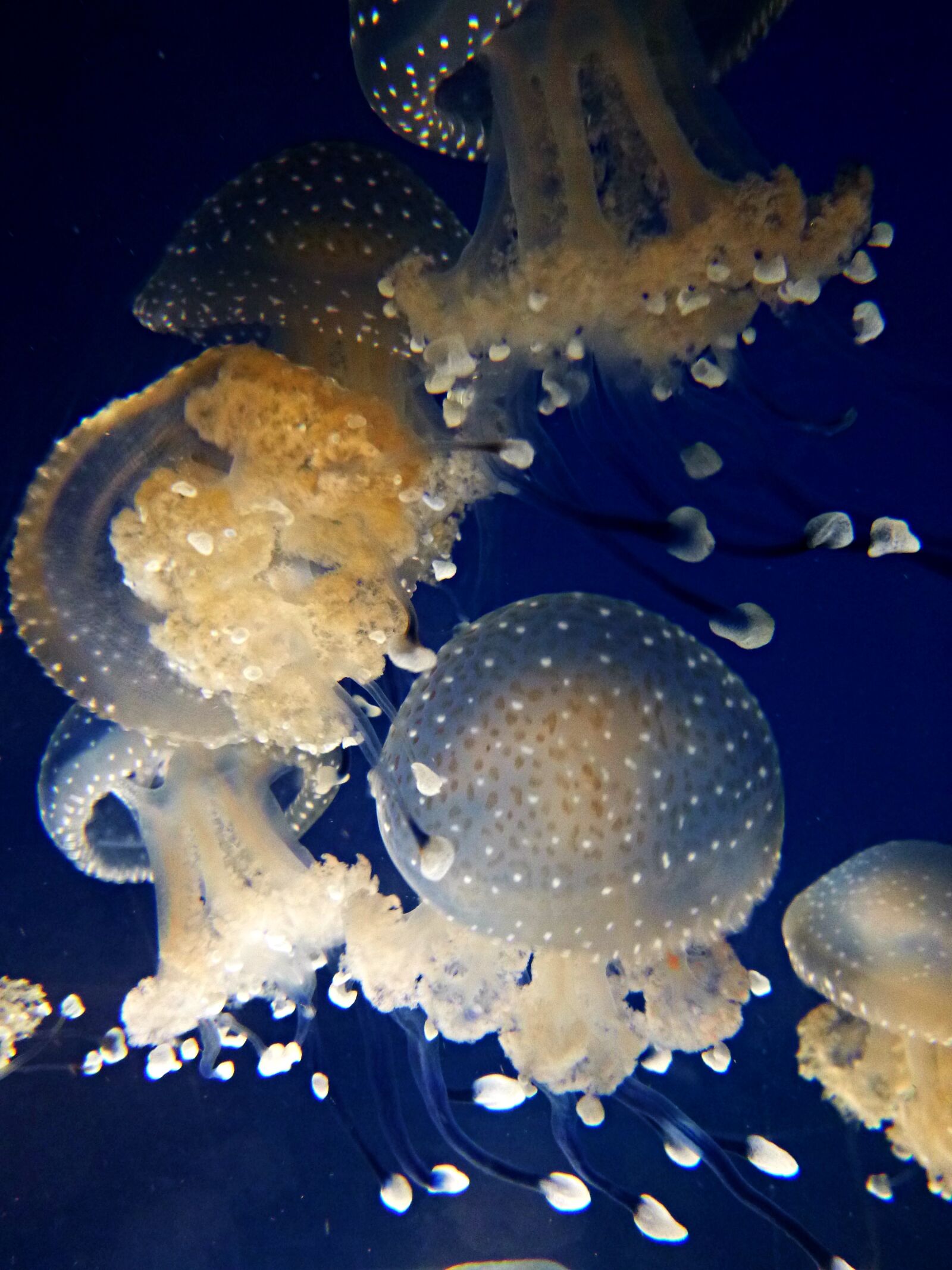 Panasonic DMC-FT20 sample photo. Jellyfish, aquarium, medusa photography