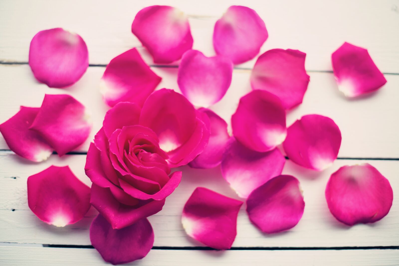 Canon EF 50mm F1.4 USM sample photo. Rose petals, rose, flower photography