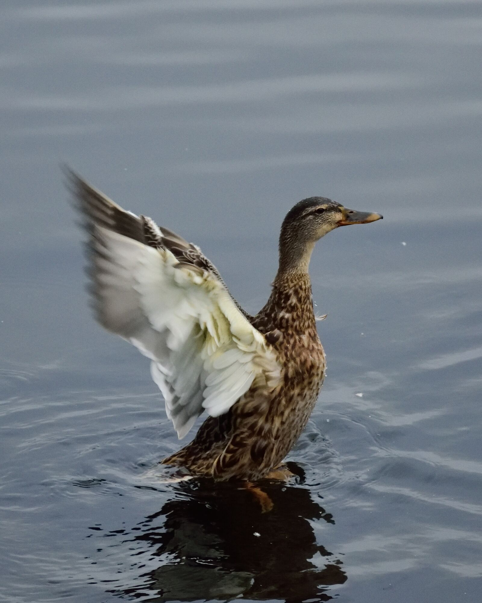 Nikon D3300 sample photo. Bird, duck, female, lake photography
