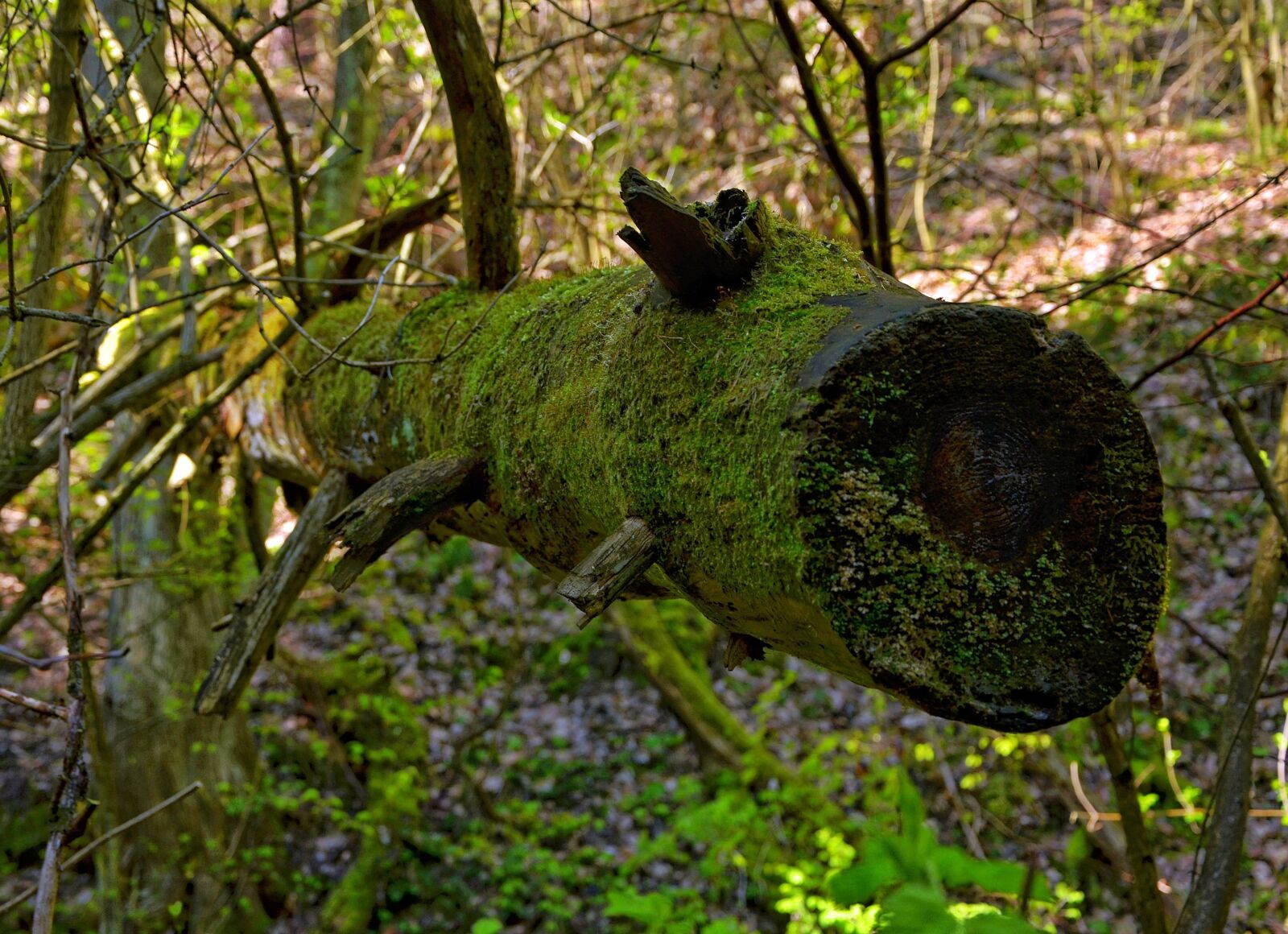 Nikon D5100 sample photo. Nature, green, moss photography