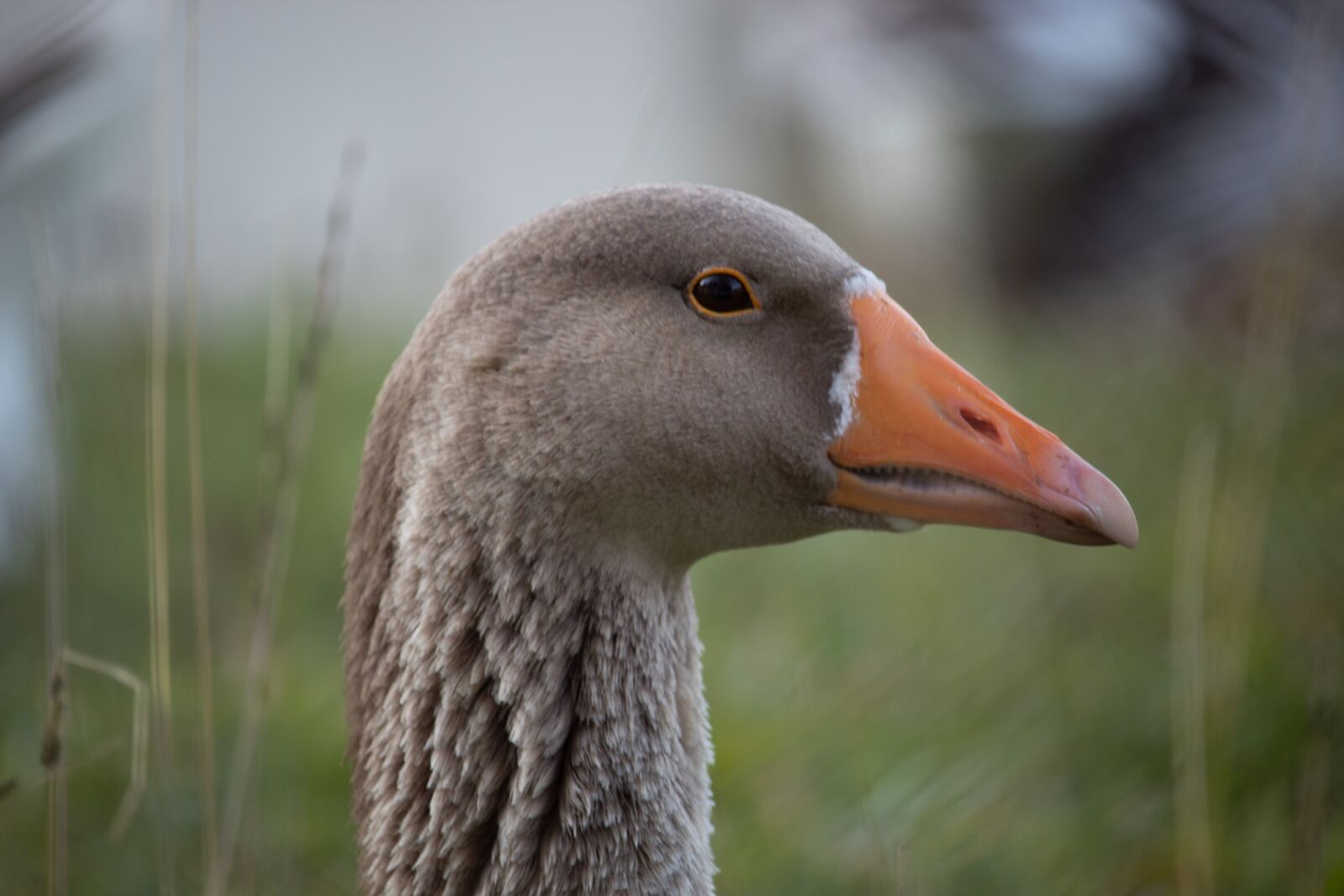 Canon EF-S 55-250mm F4-5.6 IS STM sample photo. Duck, goose, animal photography