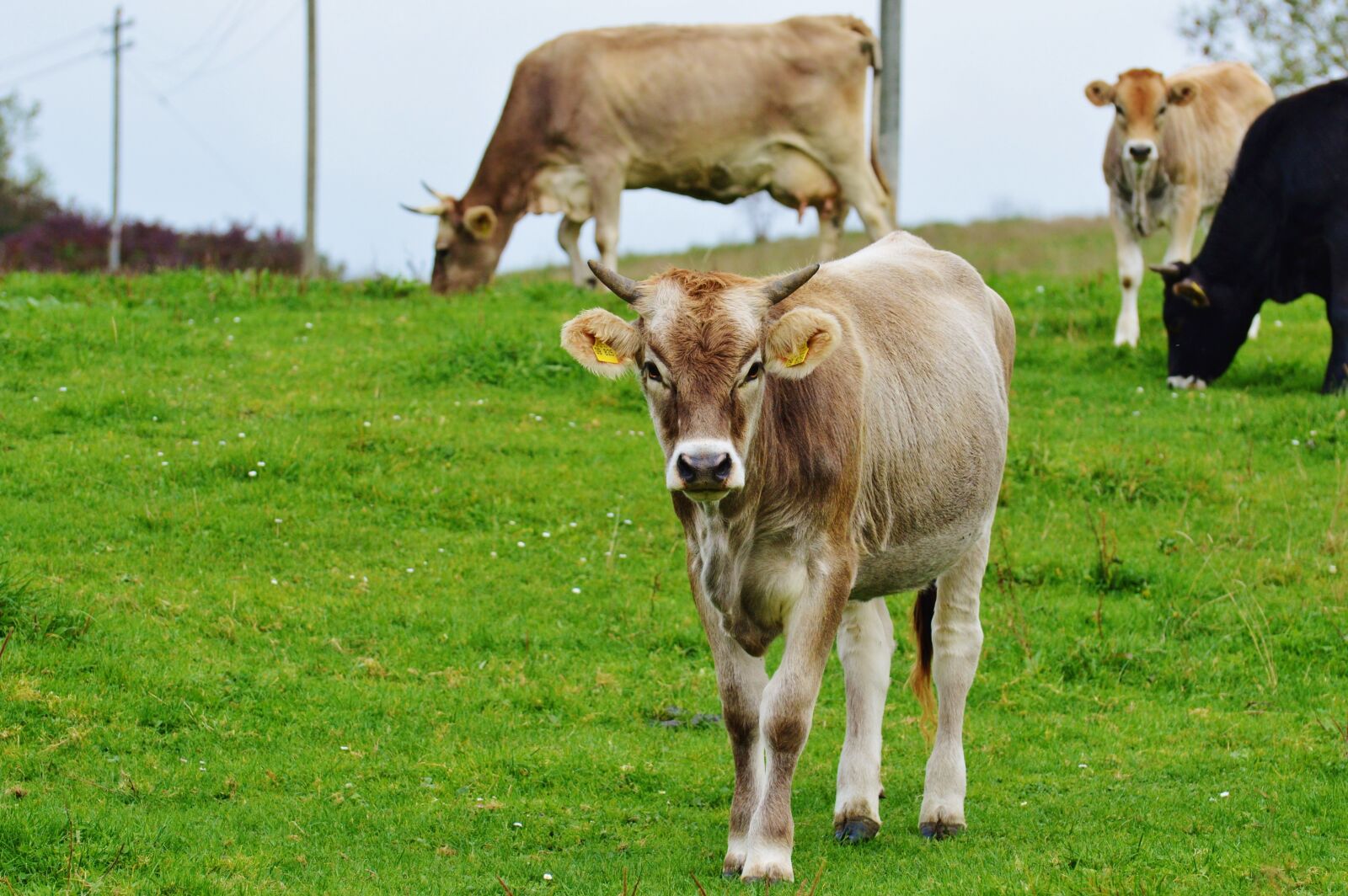 Nikon D3200 sample photo. Cow, allgäu, cows photography